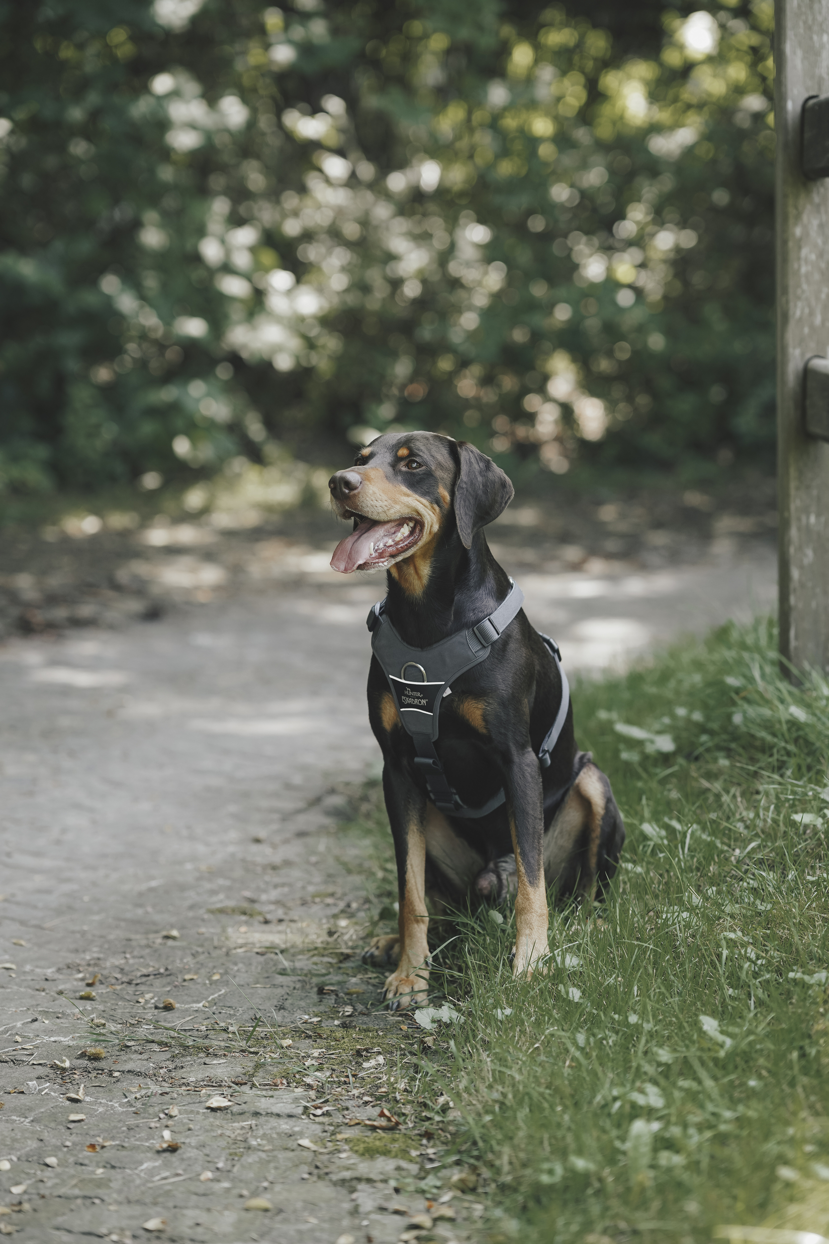 Hund, Gassi-Hund, Hundegeschirr, Schwarz-braun, Outdoor, Hund, Hundegeschirr, Schwarzbraun, Hund im Freien, Gartenweg