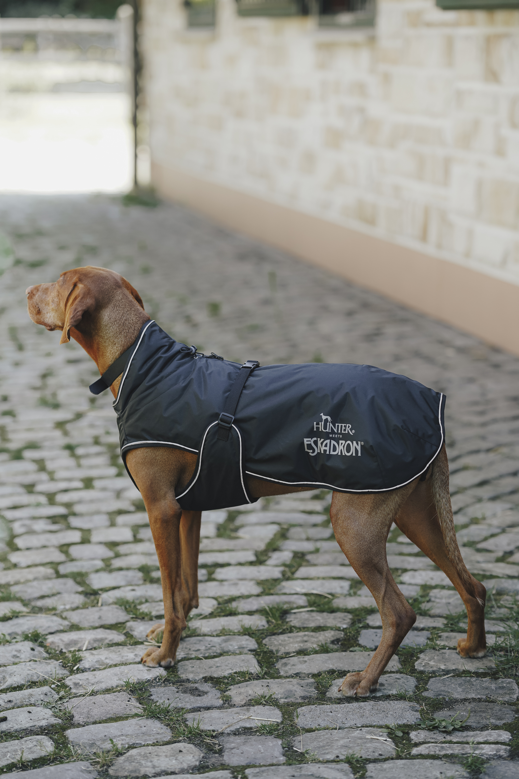 Hund, Hundemantel, Regenmantel, Eskadron, Bindegurt, Hundedecke, Outdoor Mantel, Navy, Gürtelfix, EskaDrón?