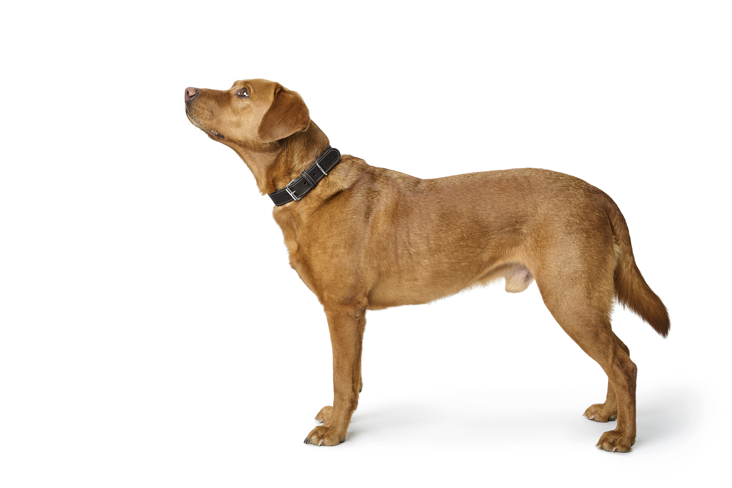 hund, kleiner hund, drahtiges fell, ert, braun-schwarz, hund, halsband, braun, kurzhaarig, liebe, Hund, Dackel,  Halsband, braun gestreift, vierbeinig, Hund, Gassi-Halsband, Collie, braun, tierisch, Hund, Halsband, Drahthaar?, hund, halsband, braun, hund,
