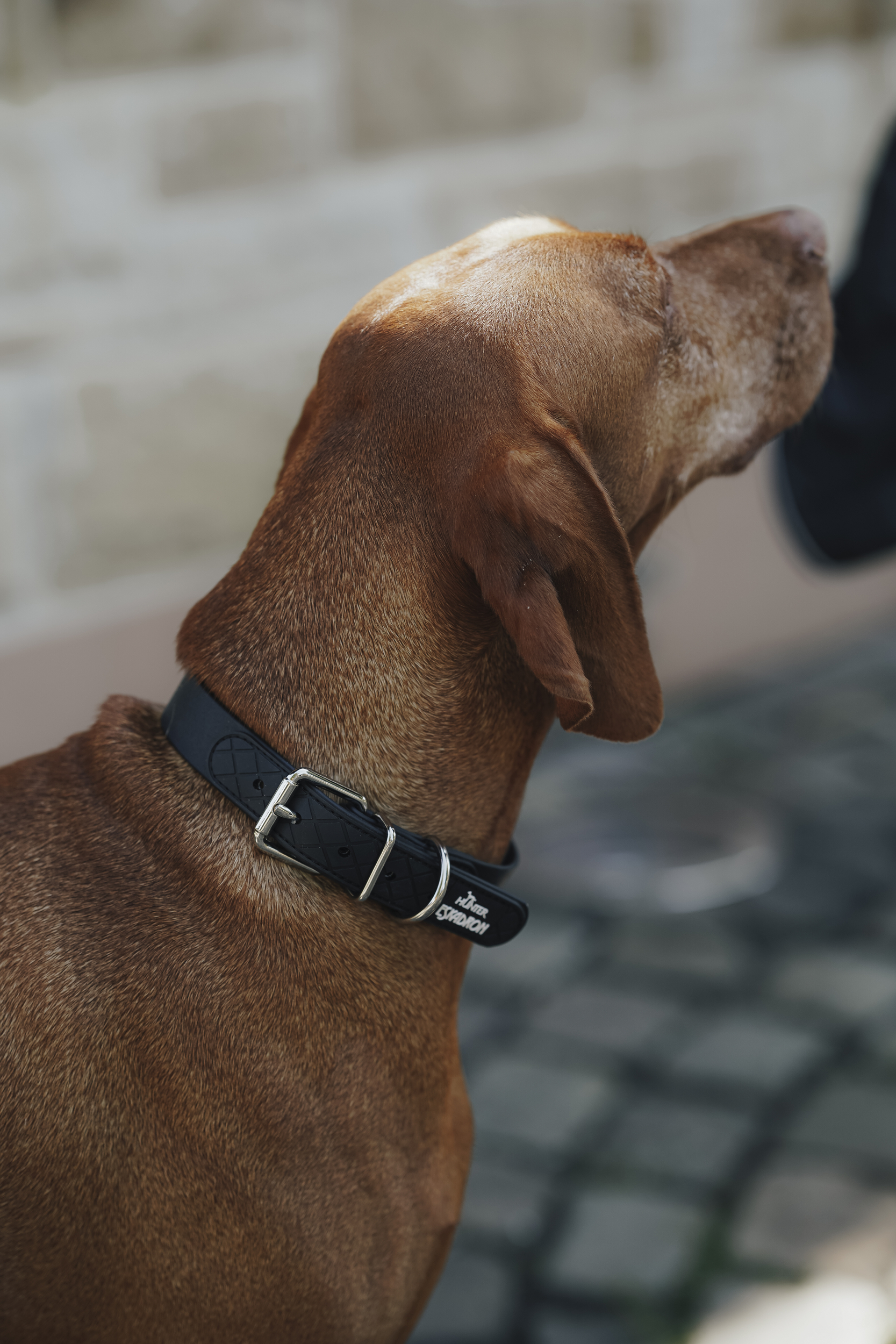 Hundehalsband, Lederhalsband, Metallöse, schwarzes Halsband, Tierzubehör, Hund, Halsband, Braun, Kurzhaar, Kopfansicht