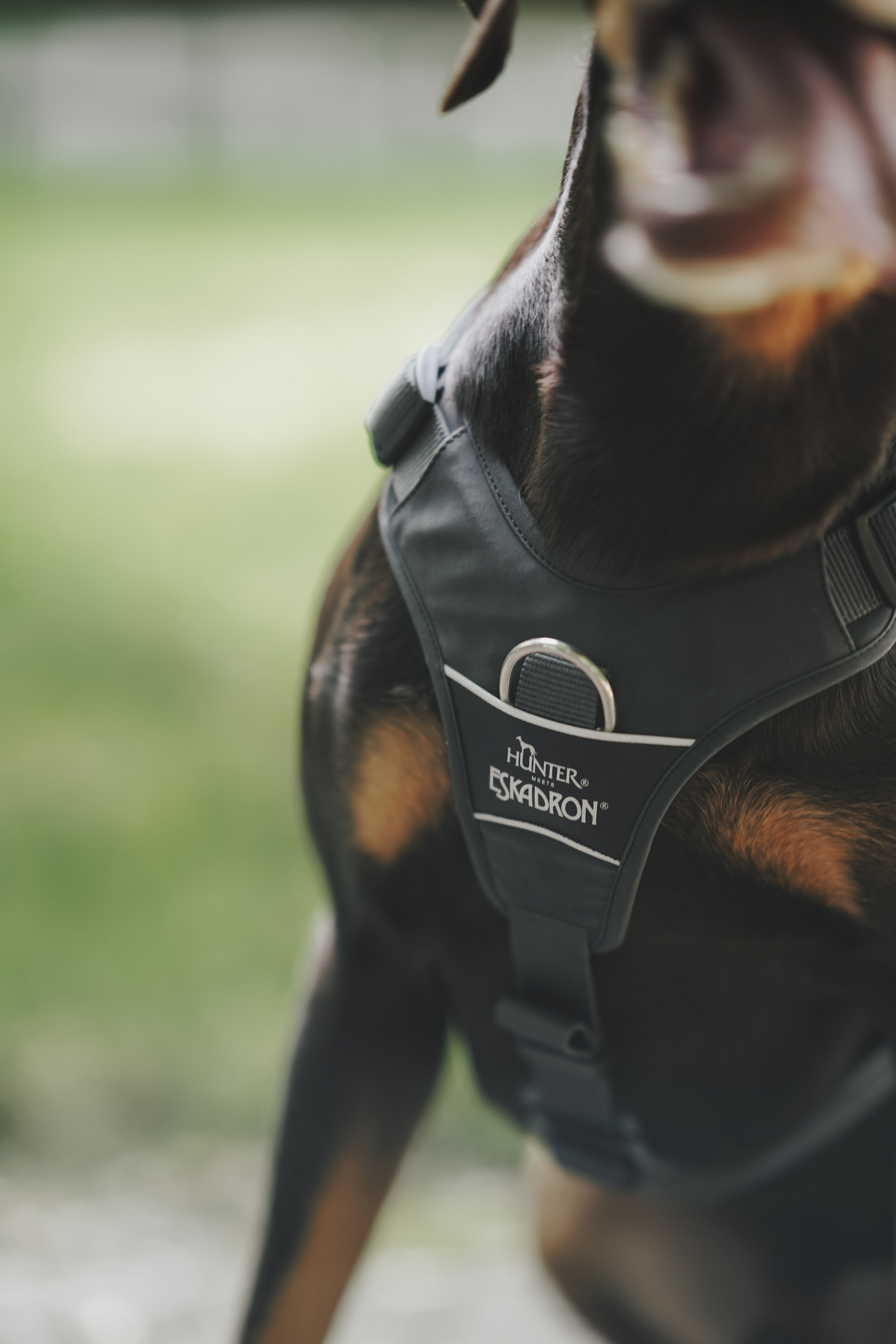 Hund, Geschirr, Halsband, Hundehalsband, Eskadron, Hundegeschirr, Hundeausrüstung, Eskadron, Gurtband, Metalldrückring