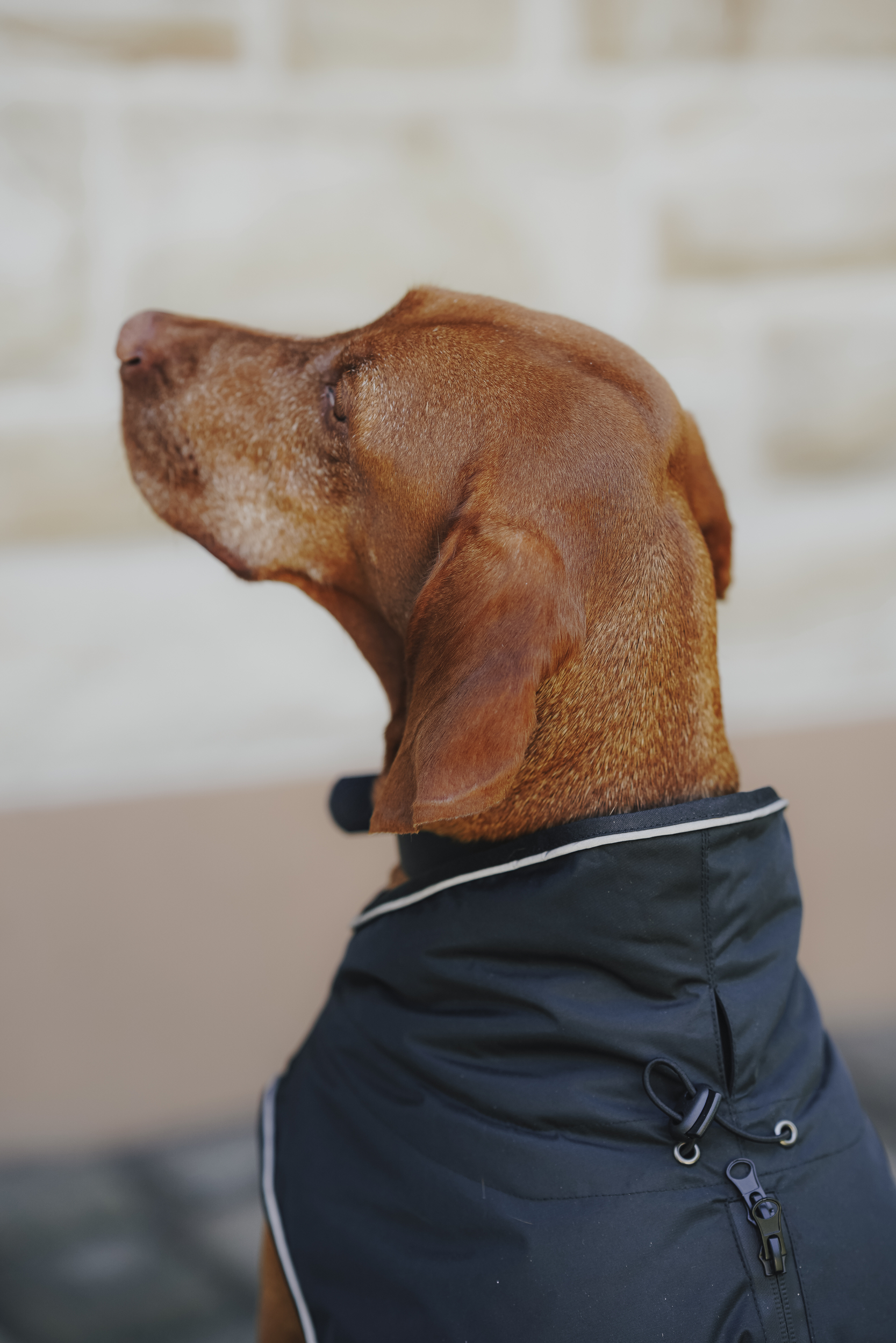 Hund, Dackel, Jacke, Gilet, Veste, Hund, Dackel, Hundemantel, Regenmantel, Kleidung
