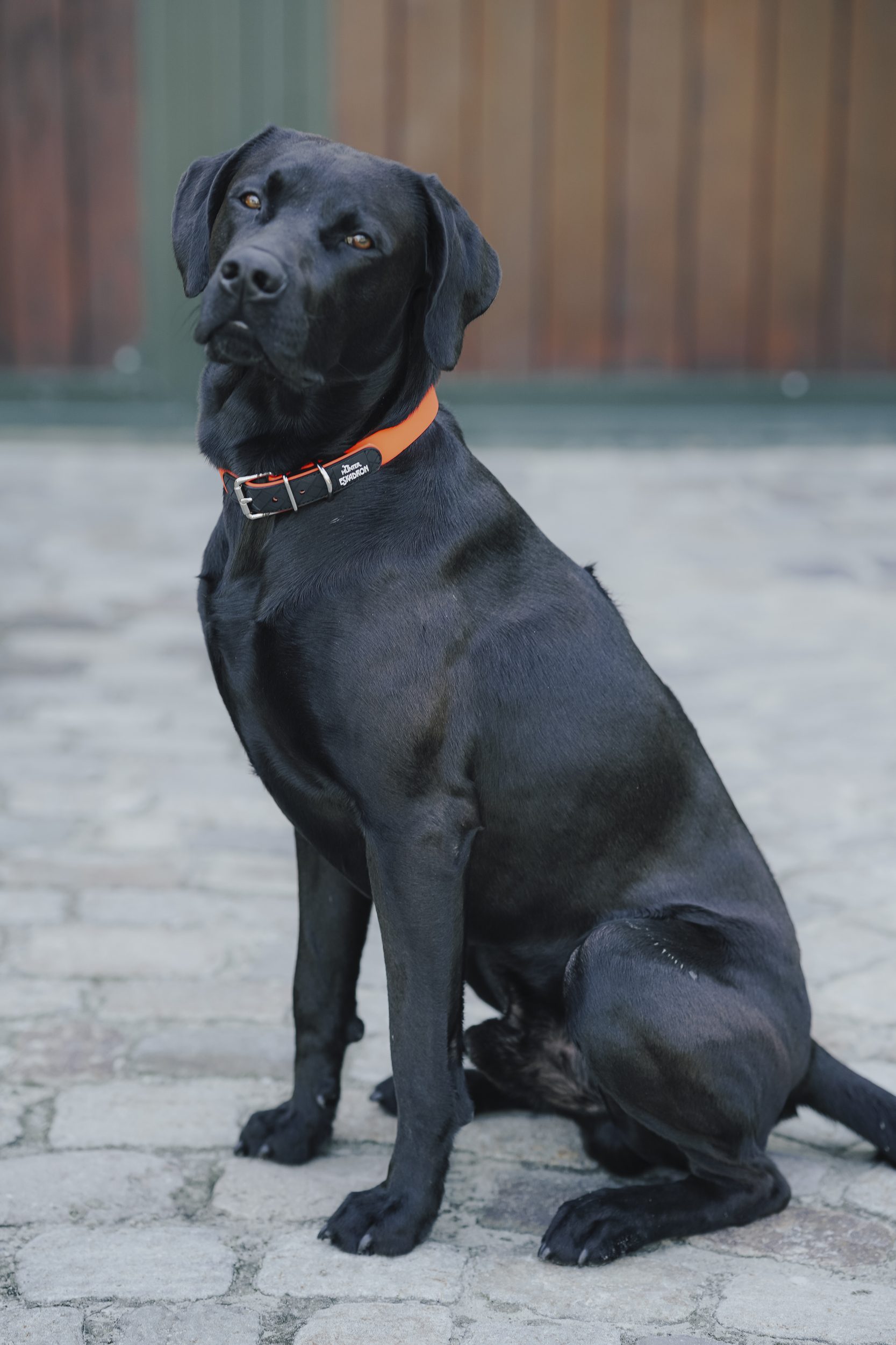 Hund, Collier, orange, schwarz, Sitzende, Hund, Schwarz, Kragen, Collar, Sitzend