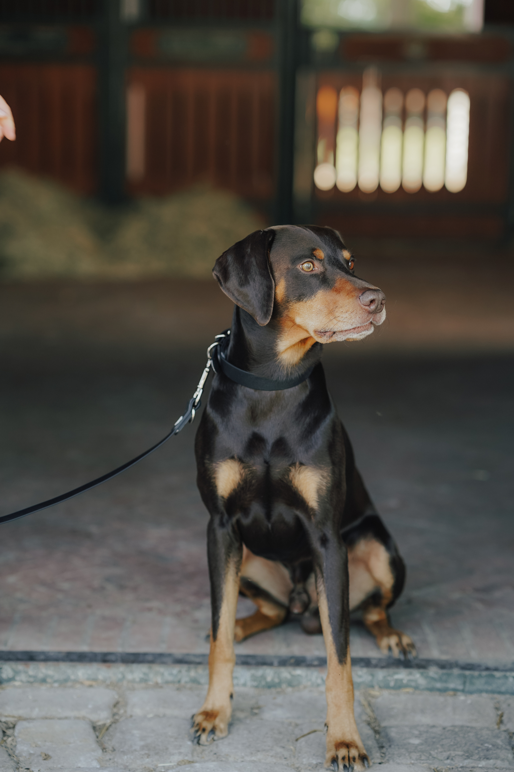 Hund, Doberman, Leine, Schwarzer Hund, Sitzend, Hund, Leine, Schwarz-Braun, Dobermann, Sitzend