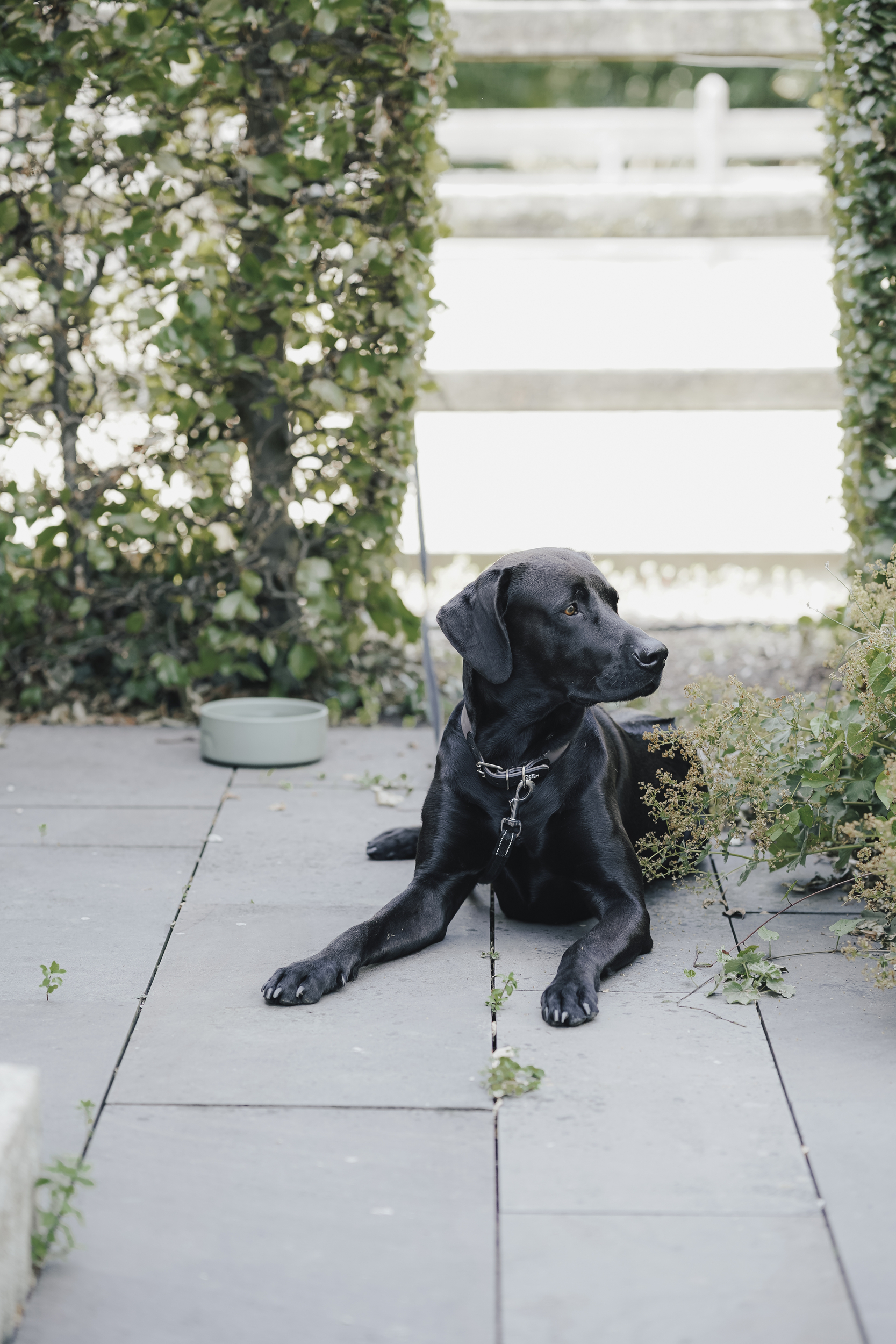 dog, black, hunde, pfot, halsband, Hund, schwarz, Hund mit Halsband, Leine, Außenbereich