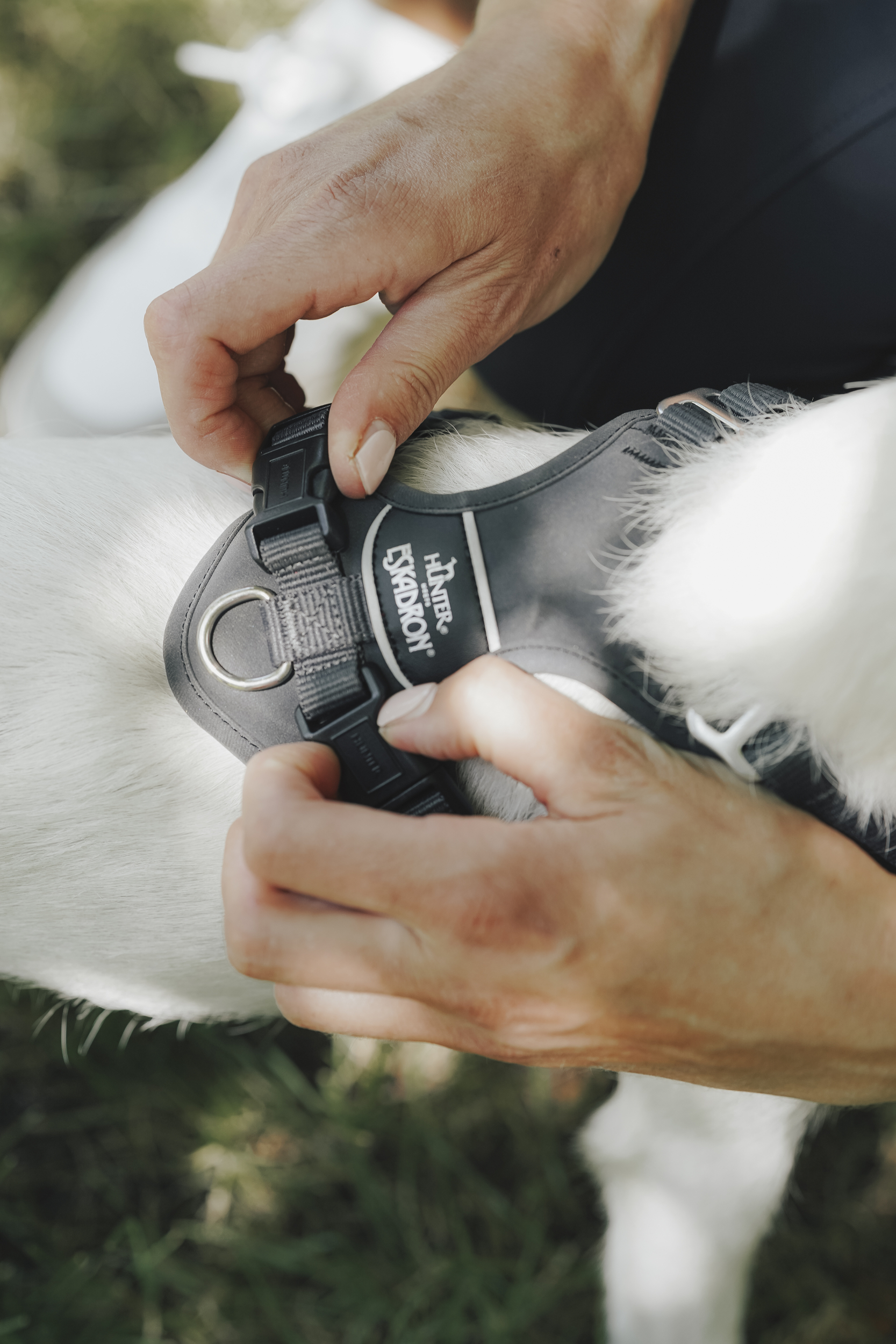 Hundegeschirr, Brustgeschirr, Klickverschluss, Material Kunststoff, D-Winkel, Hund, Halsband, Hundehalsband, Gurt, Farkband