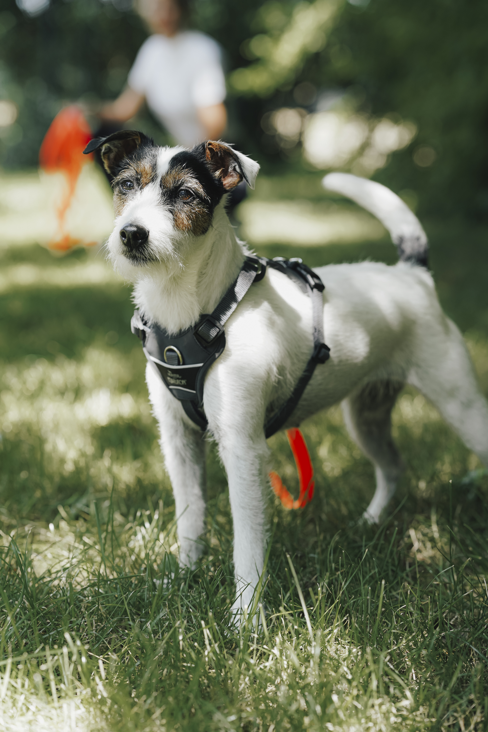 Hund, Halsband, Brustgeschirr, Outdoor, weiß-schwarz, Hund, Halsband, Leine, Brustgeschirr, Outdoor