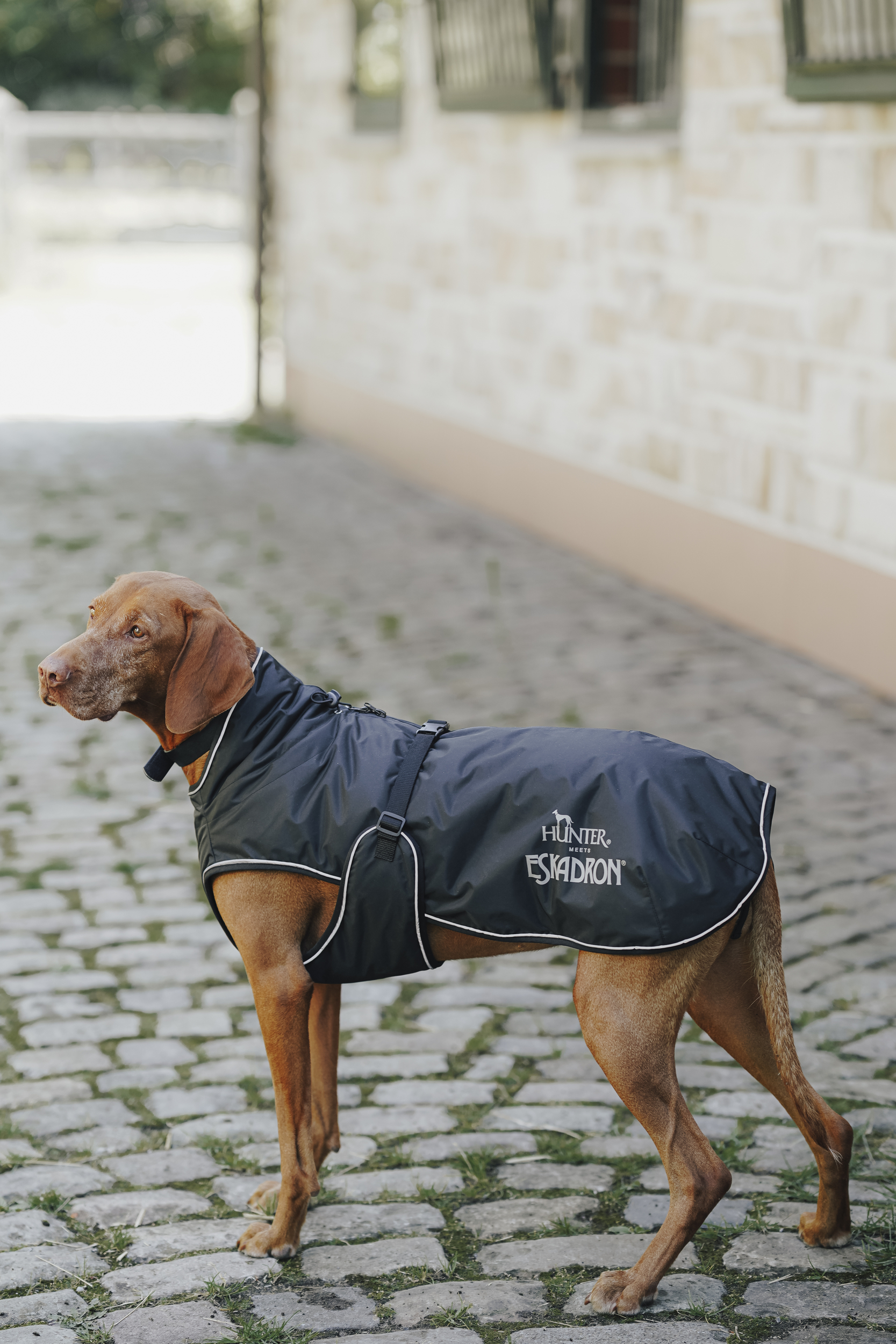 Hundedecke, Wachthundedecke, Wintermantel, Gehrock, EsparonLogoprint, Hund, Hundekleid, Regenschutzjacke, Mantel, Hunderasse:?