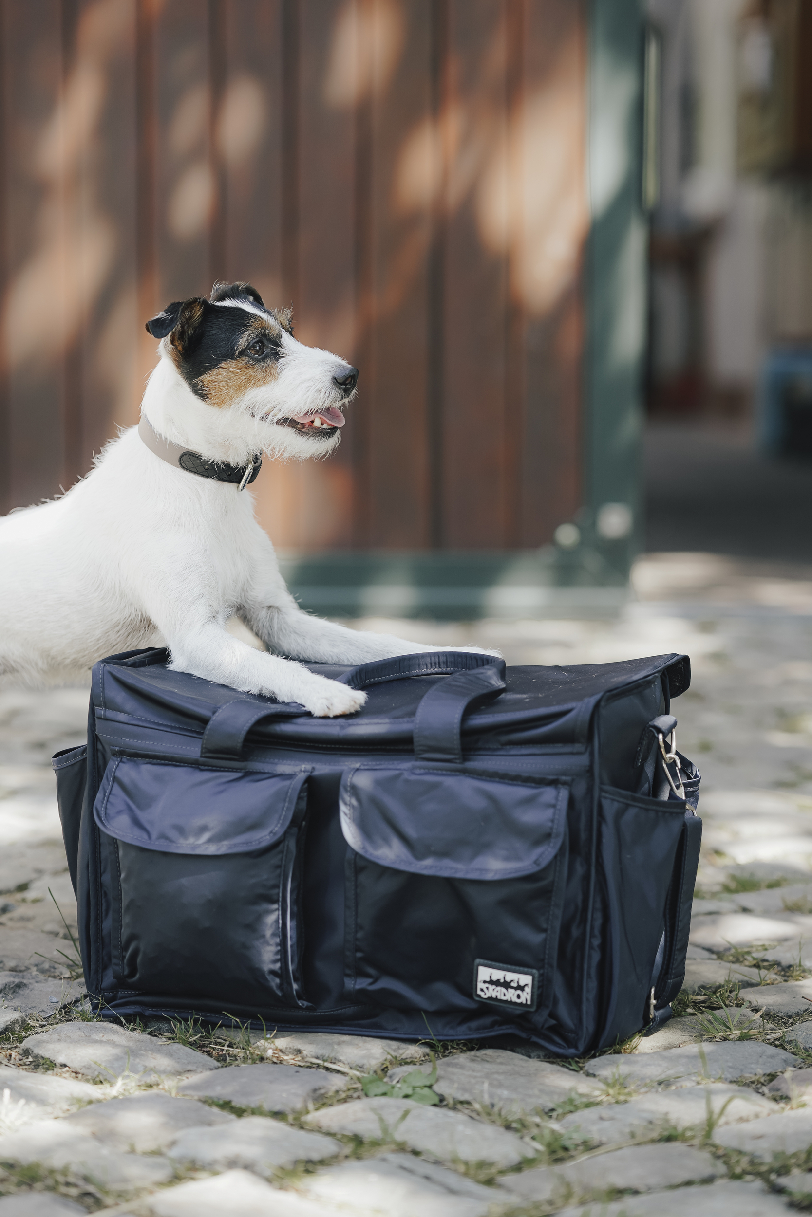 Hund, Transporttasche, Nagetier?, Hund, Jacke, Transporttasche, Napperkorb, Gepäcktasche