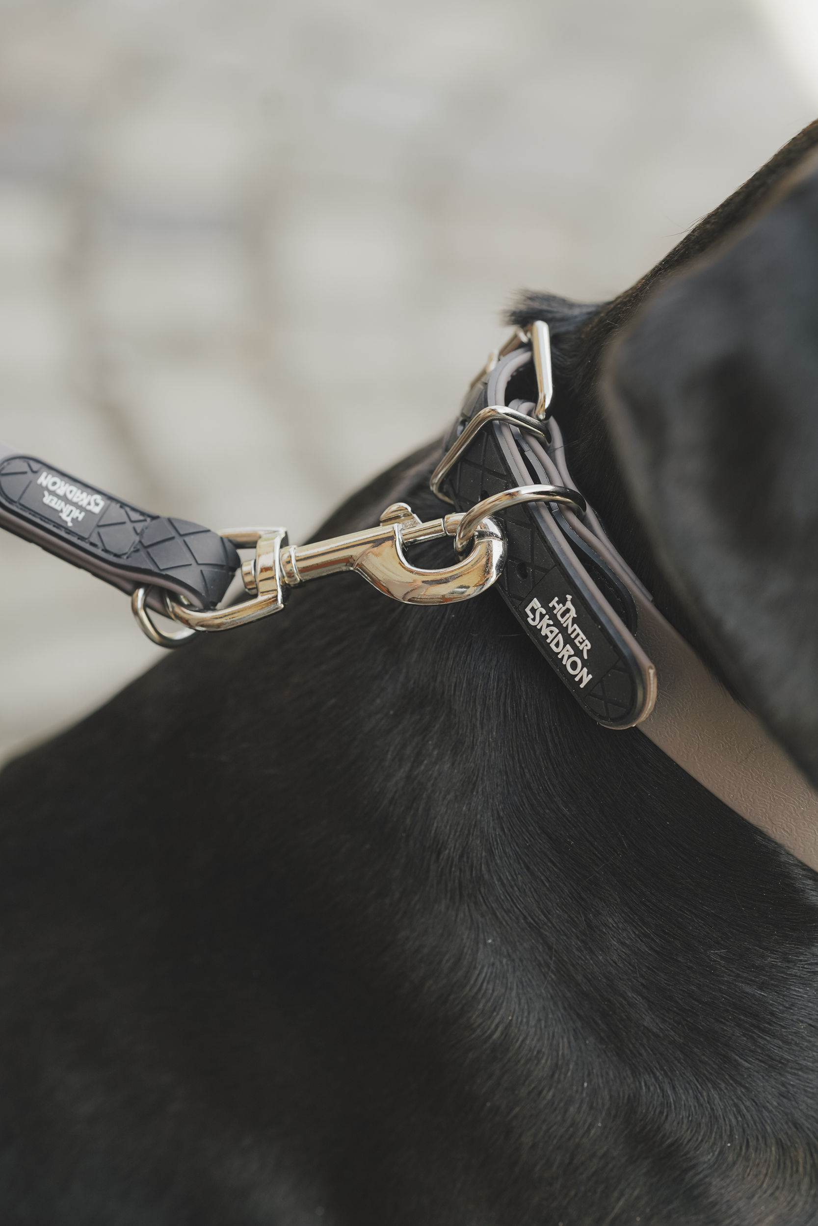 halsband, hund, leder, schmuck?, kontakt?, Halsband, Hundehalsband, Metallverschluss, Schwarz, Nylon/Gewebe