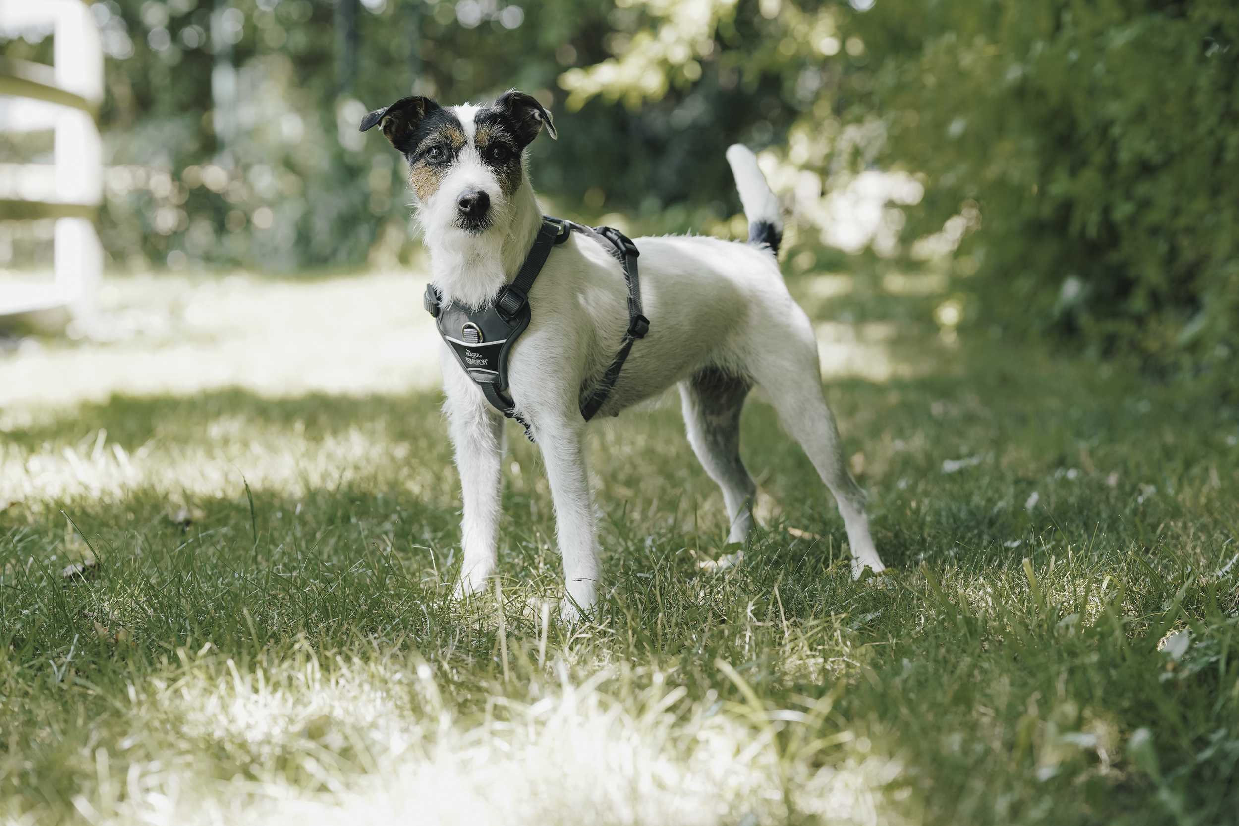 Hund, Hund, Halsband, Hundegeschirr, Draußen, hund, geschirr, tierzubehör, schwarzweiß, outdoor