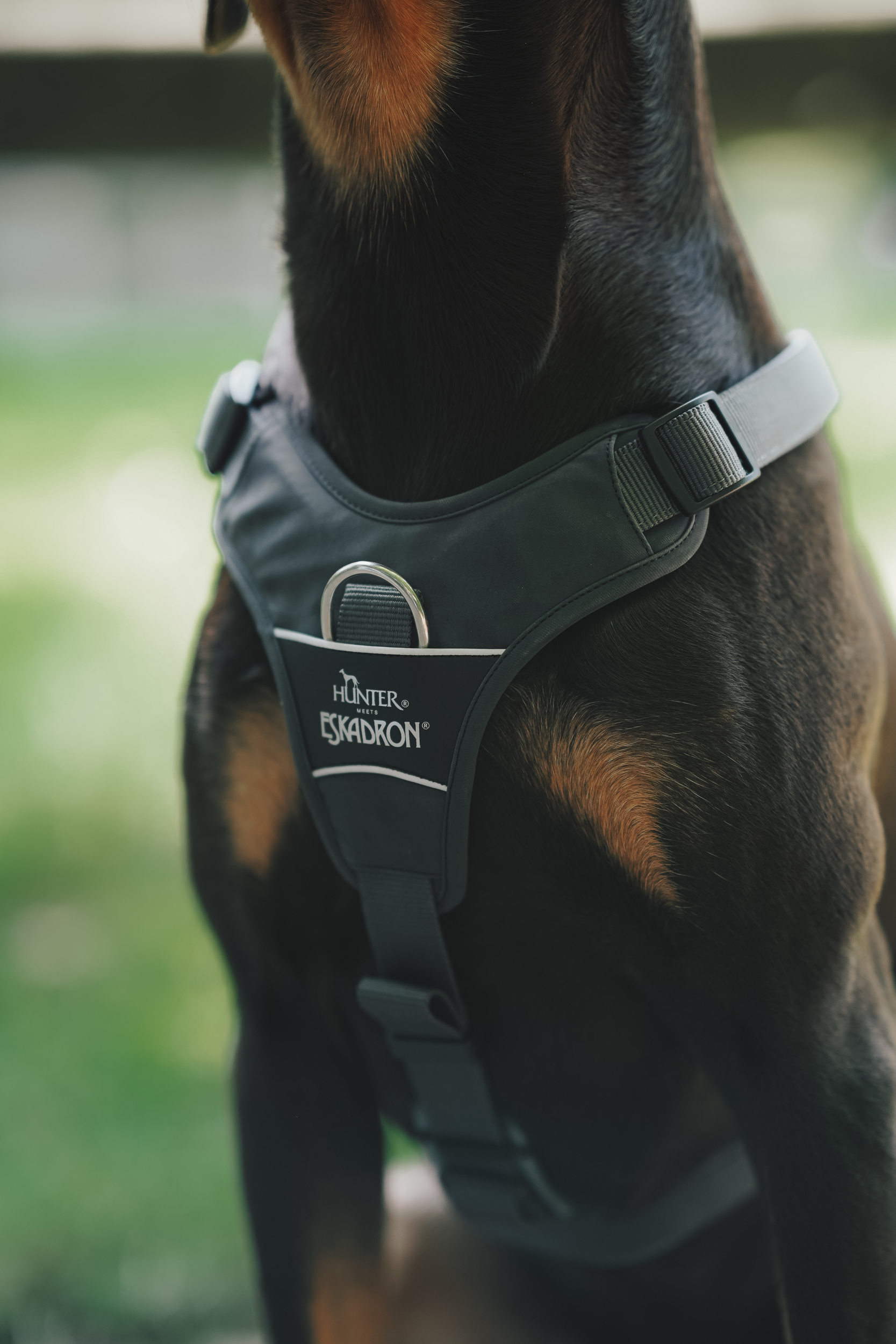 Hundegeschirr, Halsband, Geschirr, Schwarz, Gurtung, Hundegeschirr, Hundeausrüstung, Brustgeschirr, Gurtband, Metallring