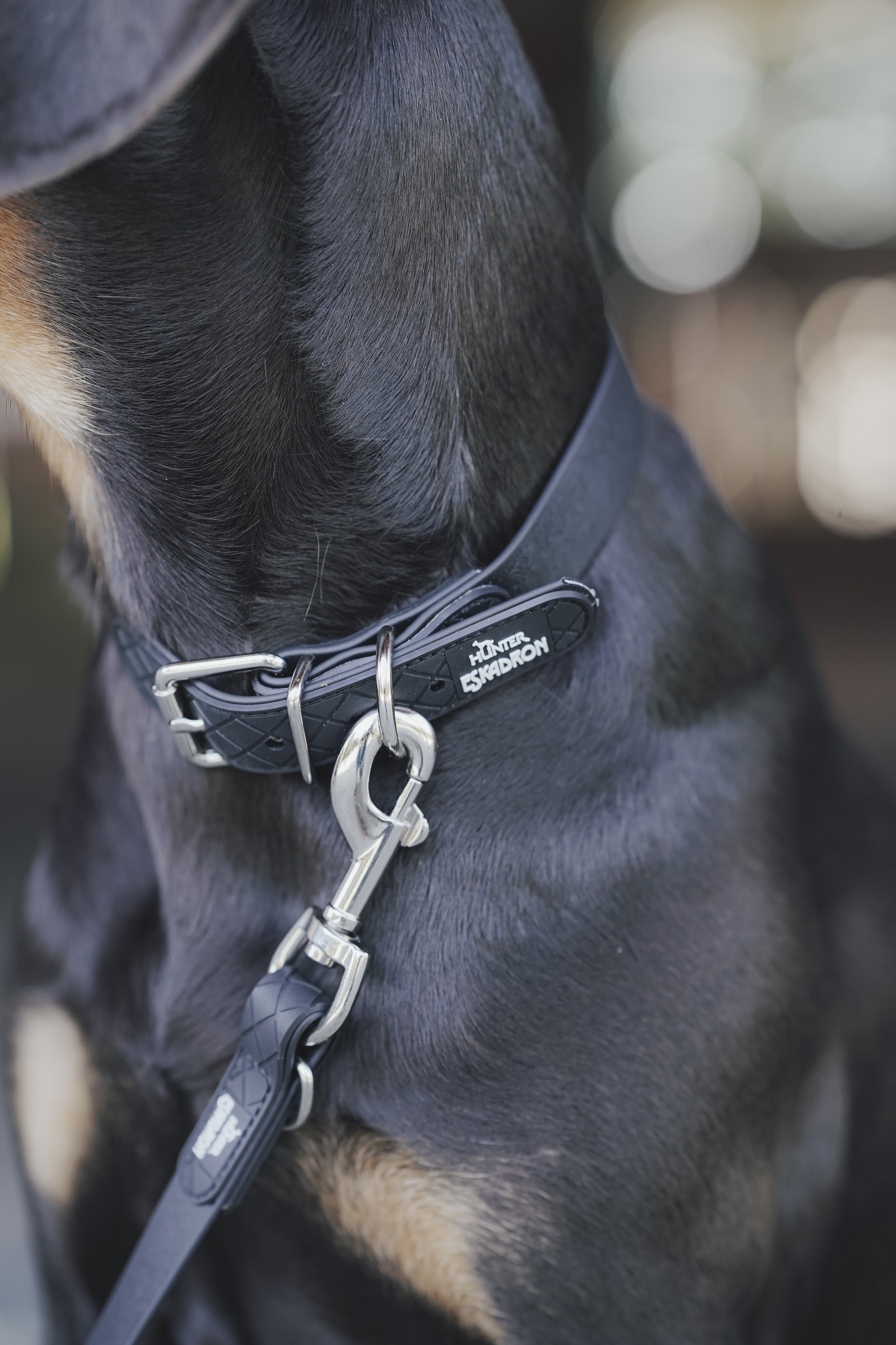 hunde halsband, halsband, lederoptik, metall leash, tierzubehör, Halsband, Hundehalsband, Leder, Metall-Leine, HUNTER KADRON