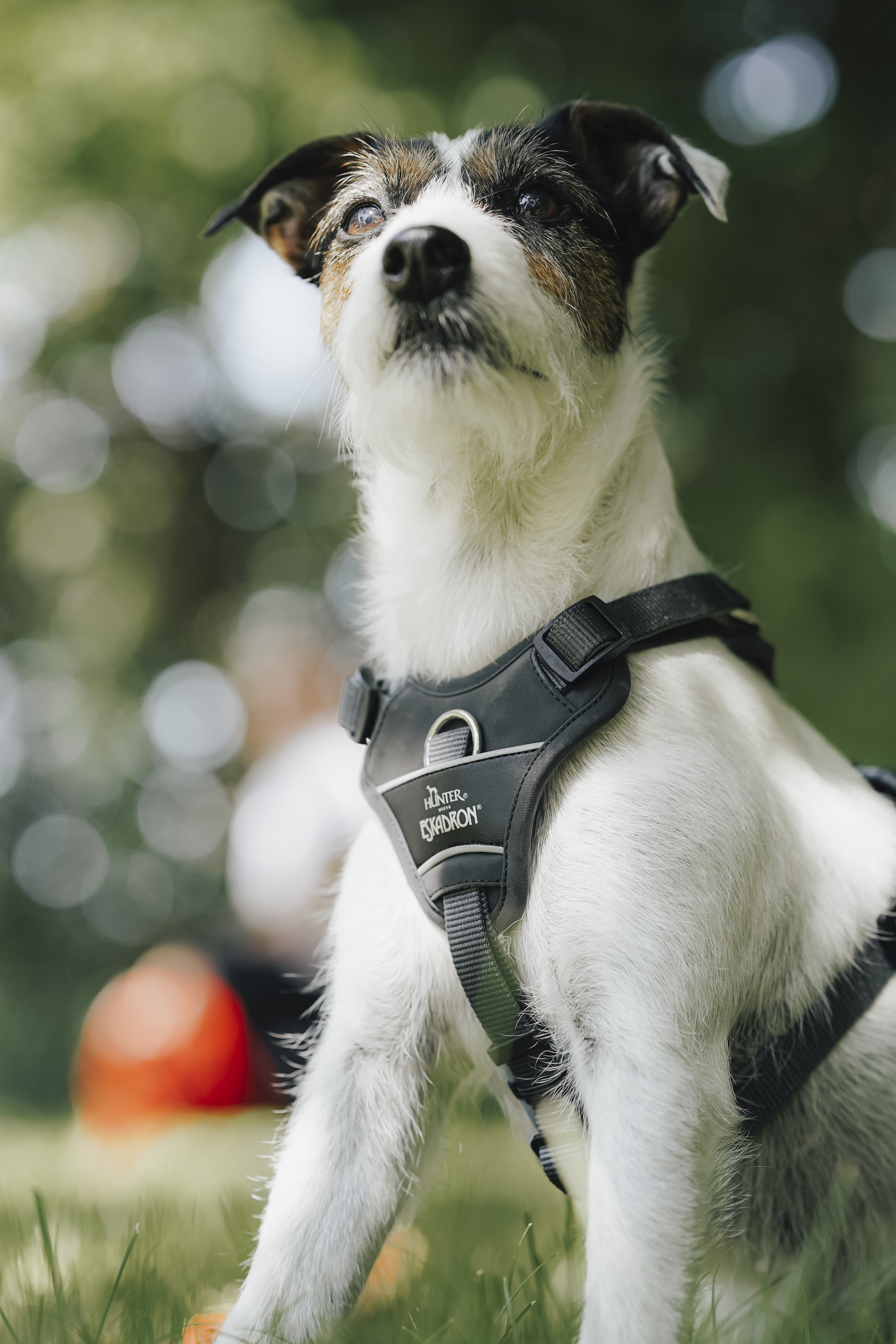 Hund, Hundegeschirr, Brustgeschirr, Schnauze?, Outdoor, harness, Hund, Draußen, Tierbedarf, Gurtbandhalsband