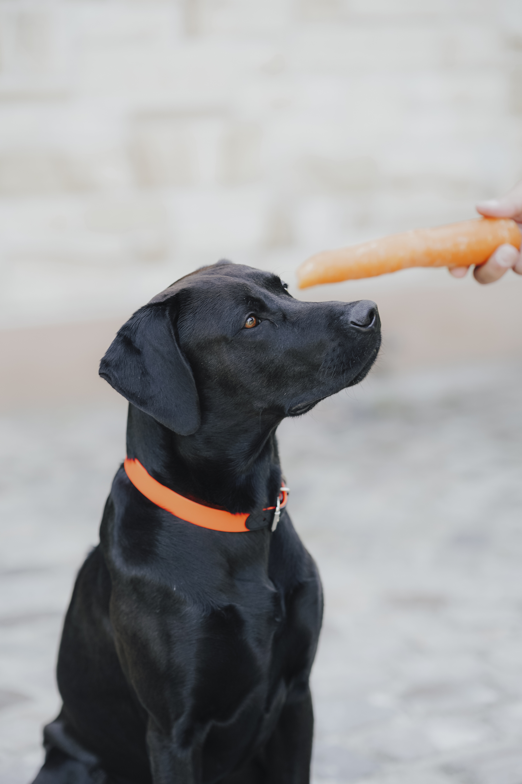 Hund, Schwarzer Hund, Orange Halsband, Hundeaccessoire? remove, Karotte, Hundeernährung? no, Tiermotiv, Hund, Schwarzer Hund, Lederhalsband, Oranges Halsband, Karotte