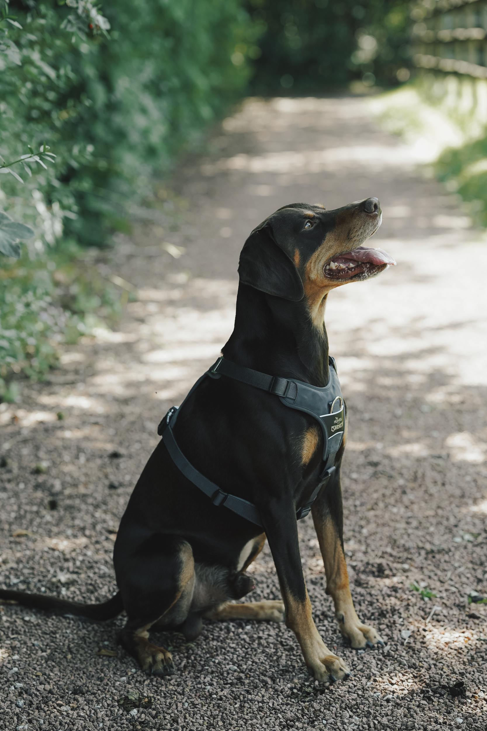 Hund, Dobermann, Hundegeschirr, Tierpfoten, Outdoor, Hund, Dobermann, Gehalt, Halsband?, Gassi