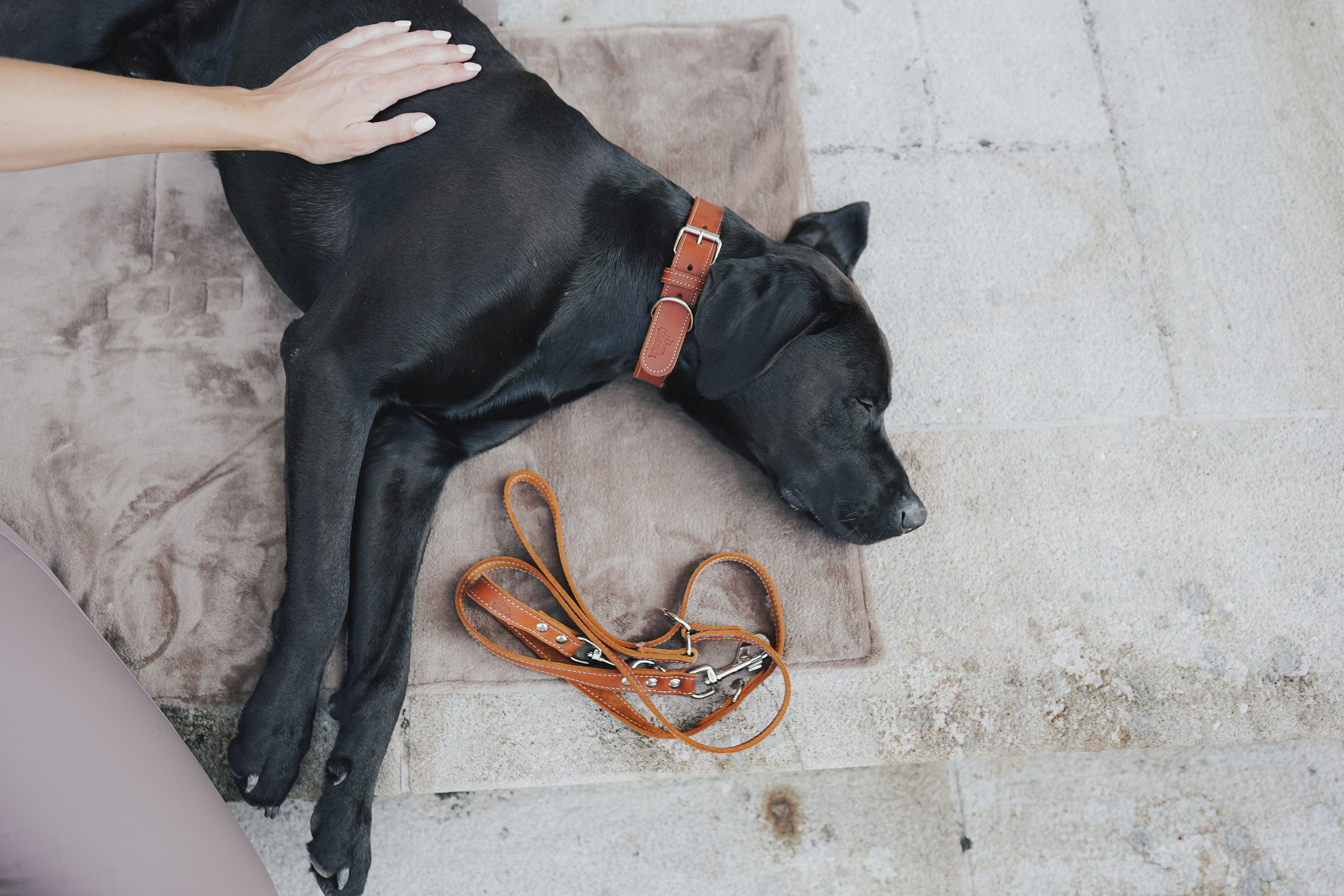 hund, halsband, leine, schwarz, leder, Hund, Halsband, Leder, Schwarz, Leine