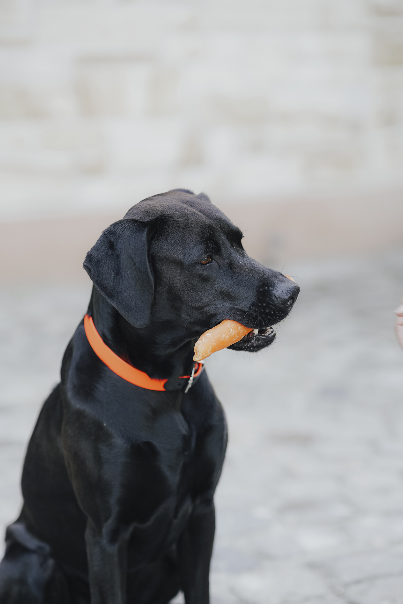 schwarzer Hund, Halsband, Karotten-Snack, Hundeporträt, Tier, Hund, Schwarzer Labrador, Halti/ Halsband, Karroten-Snack, Tierzubehör