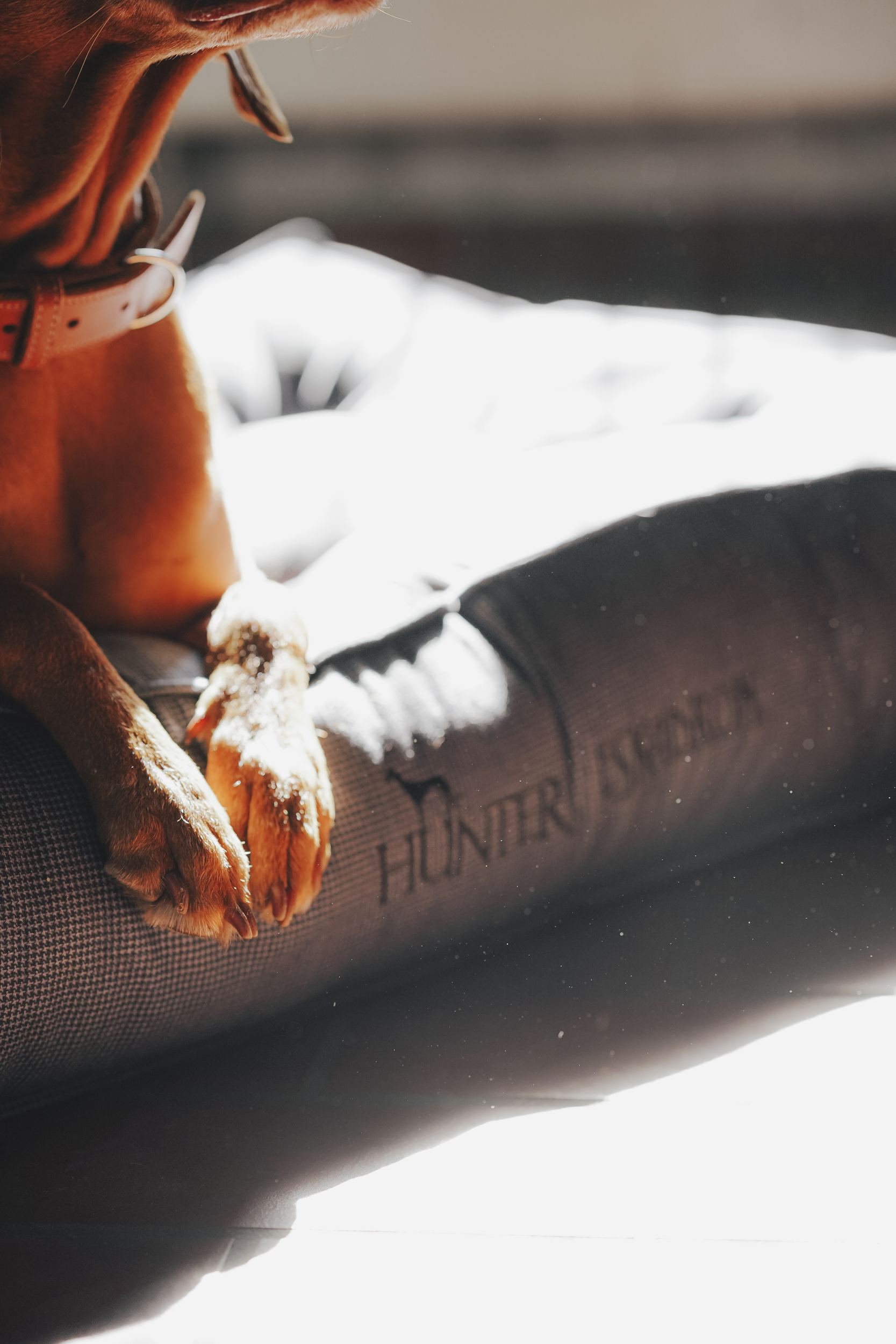  Hund,  Halsband,  Pfote,  Bein,  Text auf Stoff, Hundehaare, Pfoten, Körpertuch, Leinen】, Harnri