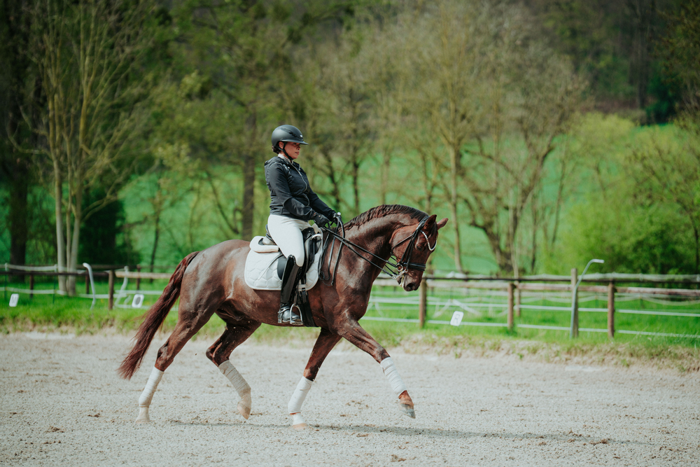 Person, Tier, Pferd, Säugetier, Reiten