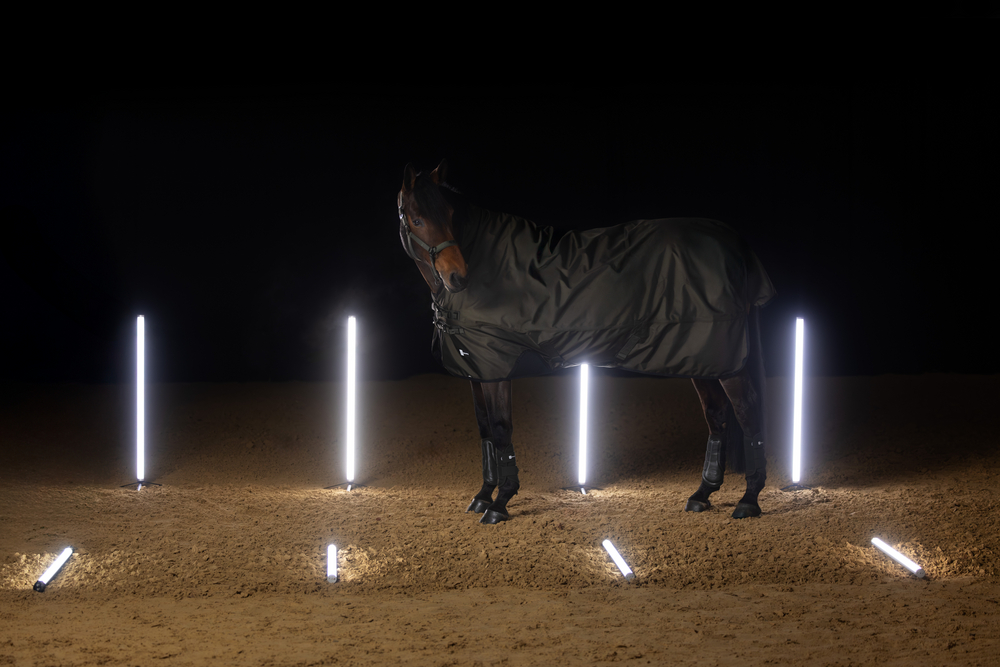 Beleuchtung, Licht, Tier, Pferd, Säugetier