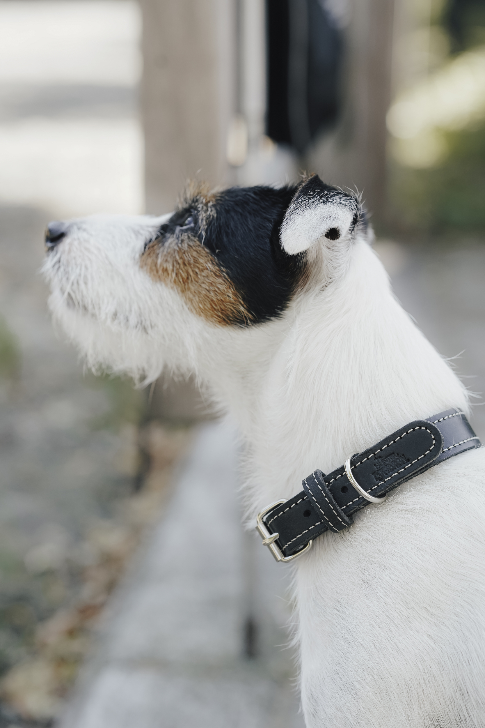 Hund, Halsband, Schwarz-weiß, Blick nach rechts, Kunstfell?, Hund, Collar, Halsband, weiß, schwarz-auge