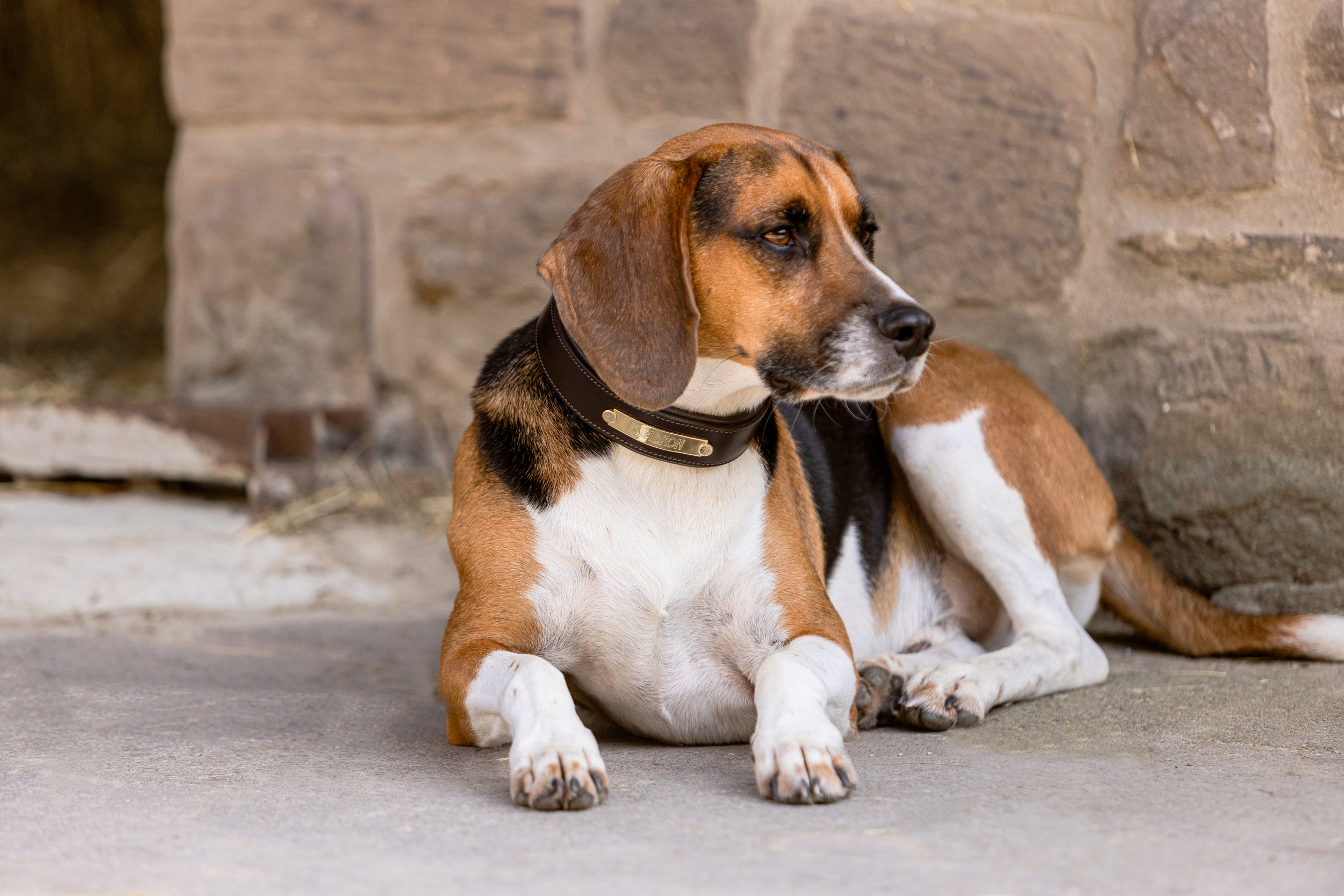 Hunde Set Echtleder