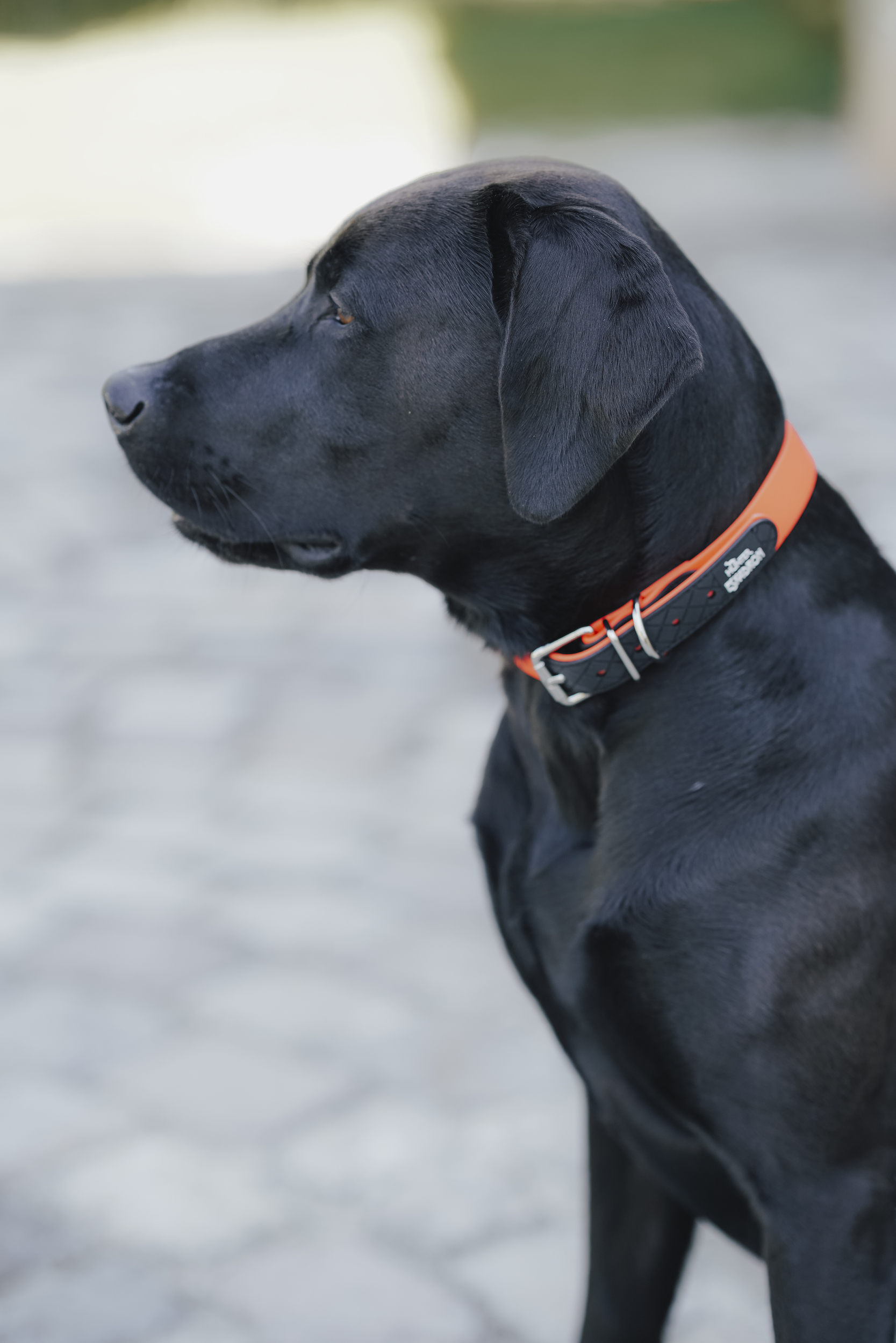 Hund, schwarzer Hund, Halsband, orangefarbenes Halsband, Seitenprofil, Hund, Schwarz, Kragen, Kragen orange