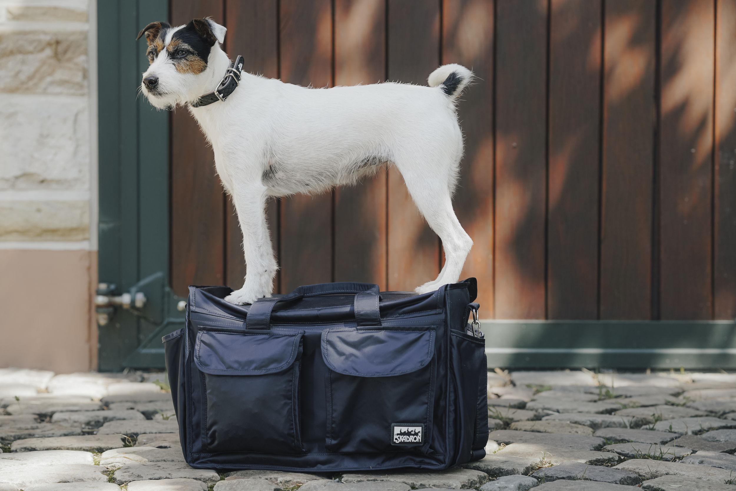 hund, stativ?, transporttasche, collar, board?, Hund, Jack Russell, Hundefotografie, Transporttasche, Koffer-/Bag-Carrier