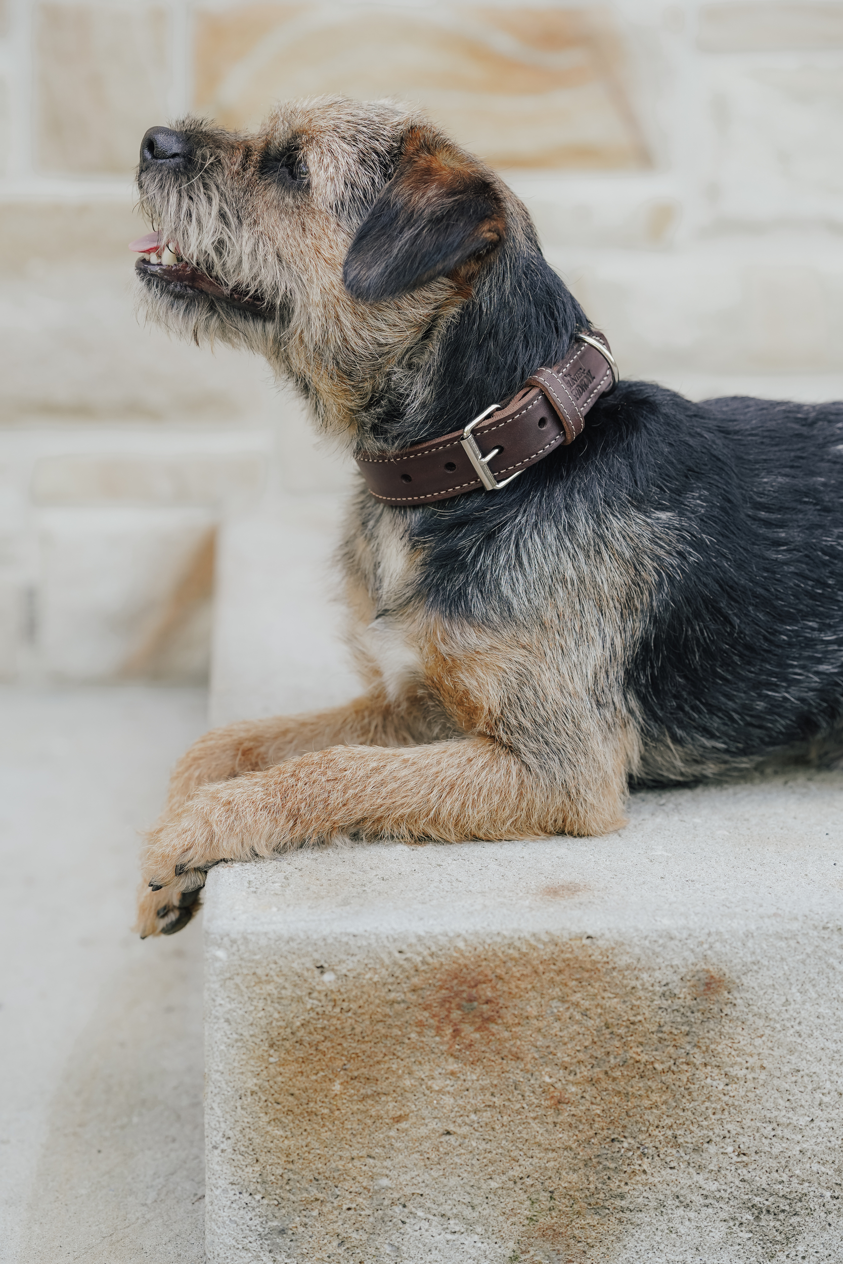 Hund, Collar, Leder, braun, Hundedetail, Hund, Halsband, braun-schwarz, Liegend, Haustier