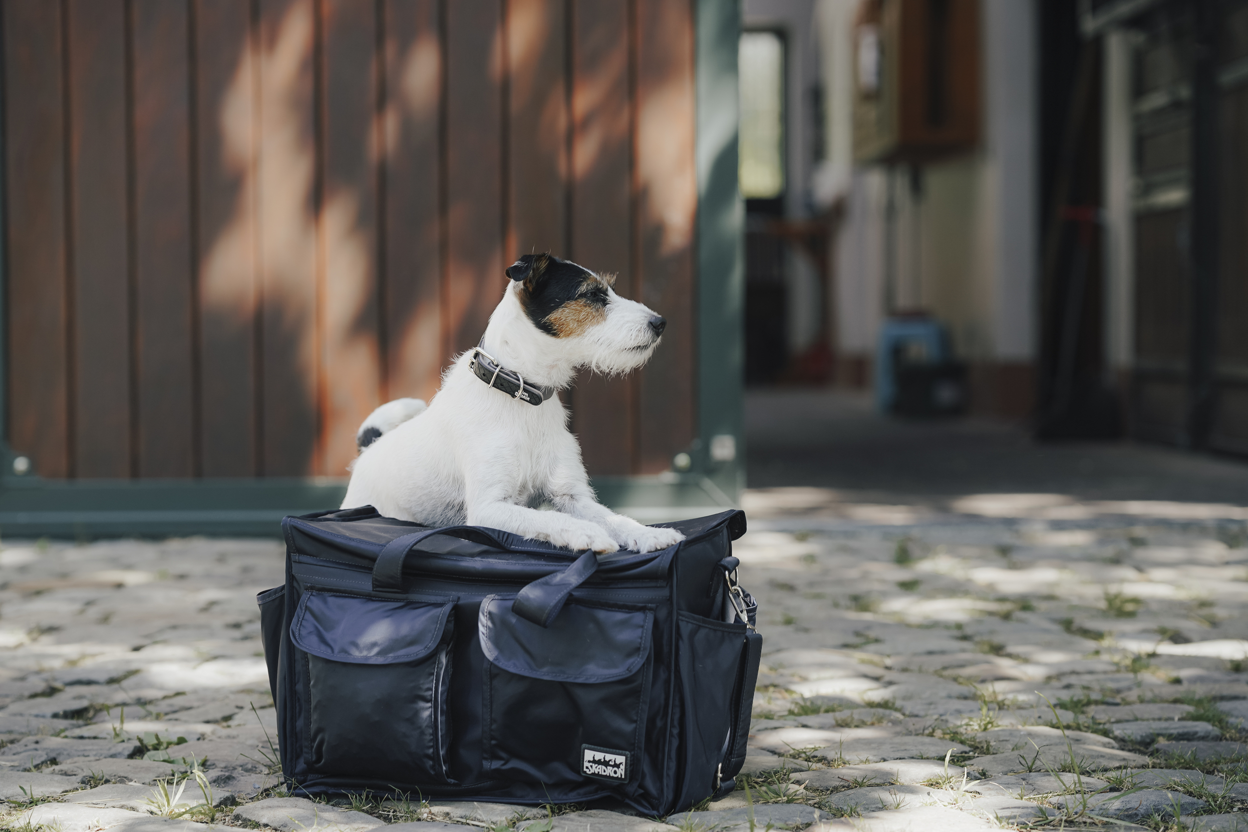 hund, jack-russell-terrier, halsband, tasche, draußen, Hund, Hunde-Tasche, Kaffe?