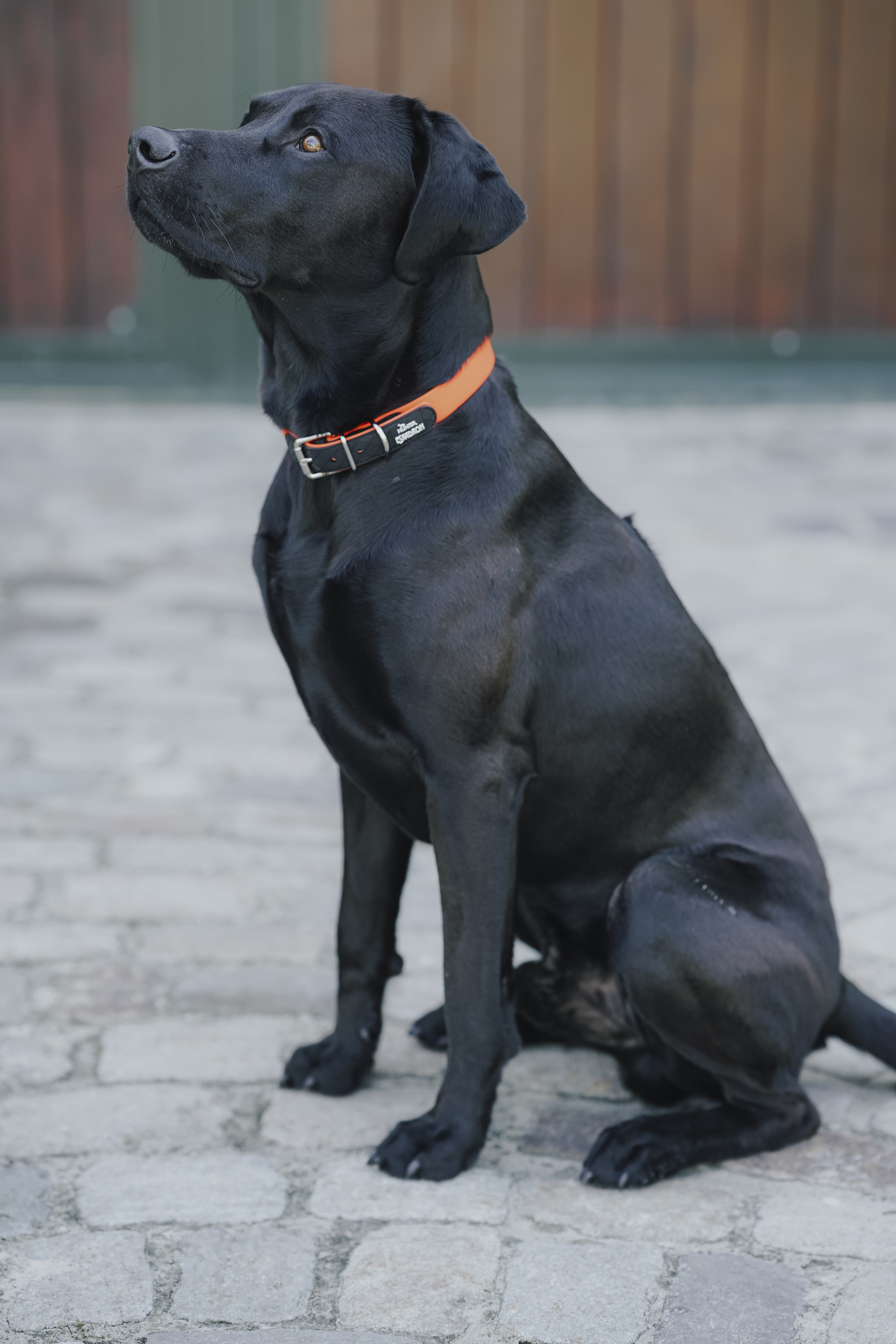 Hund, Schwarzes Fell, Halsband, Garten/Outdoor, Rüden?, Hund, Schwarz, Halsband, Körbchen?, Begleiter?