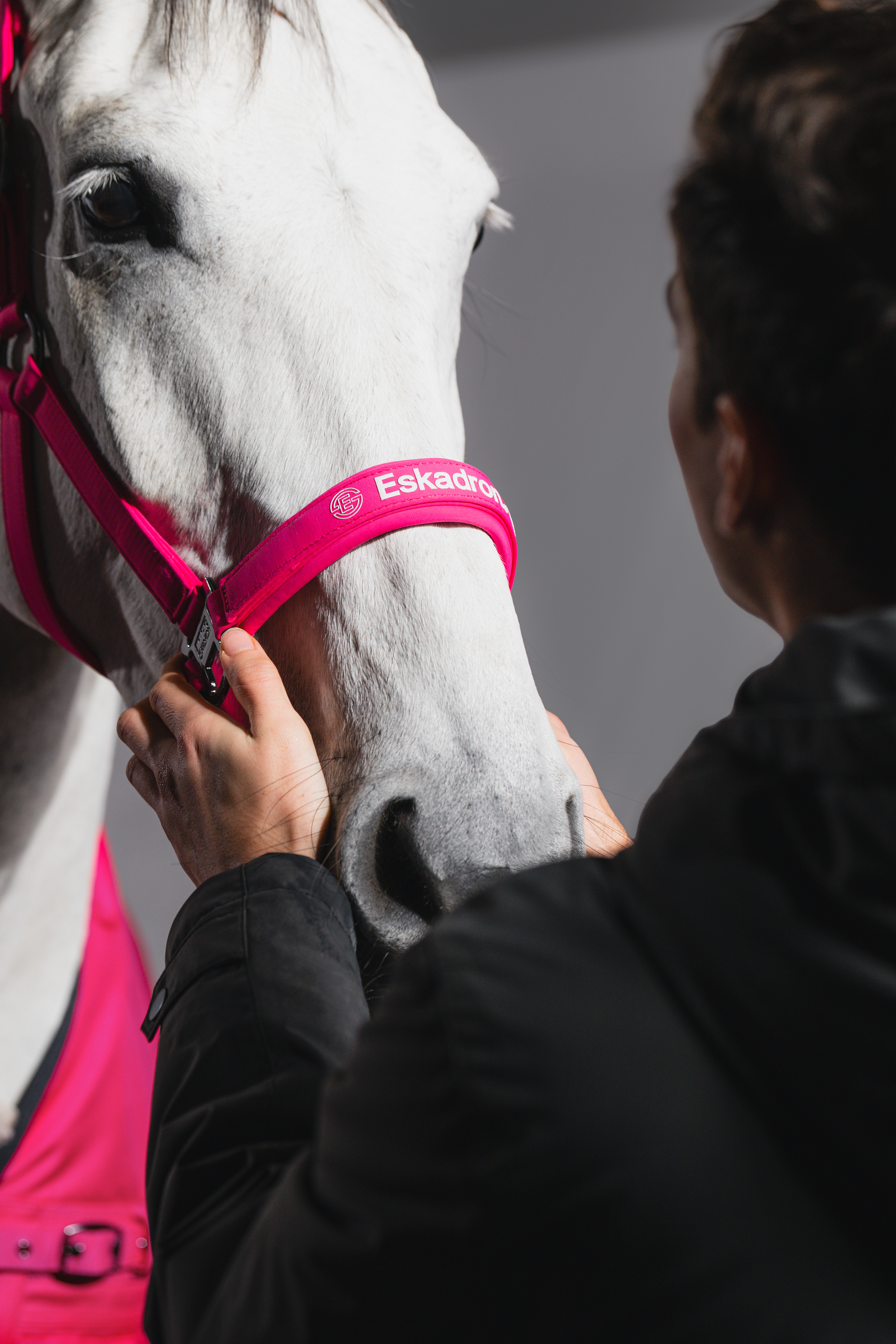 pferd, weiß, halsband, brille?, pink, horse, white, bridle, halter, pink