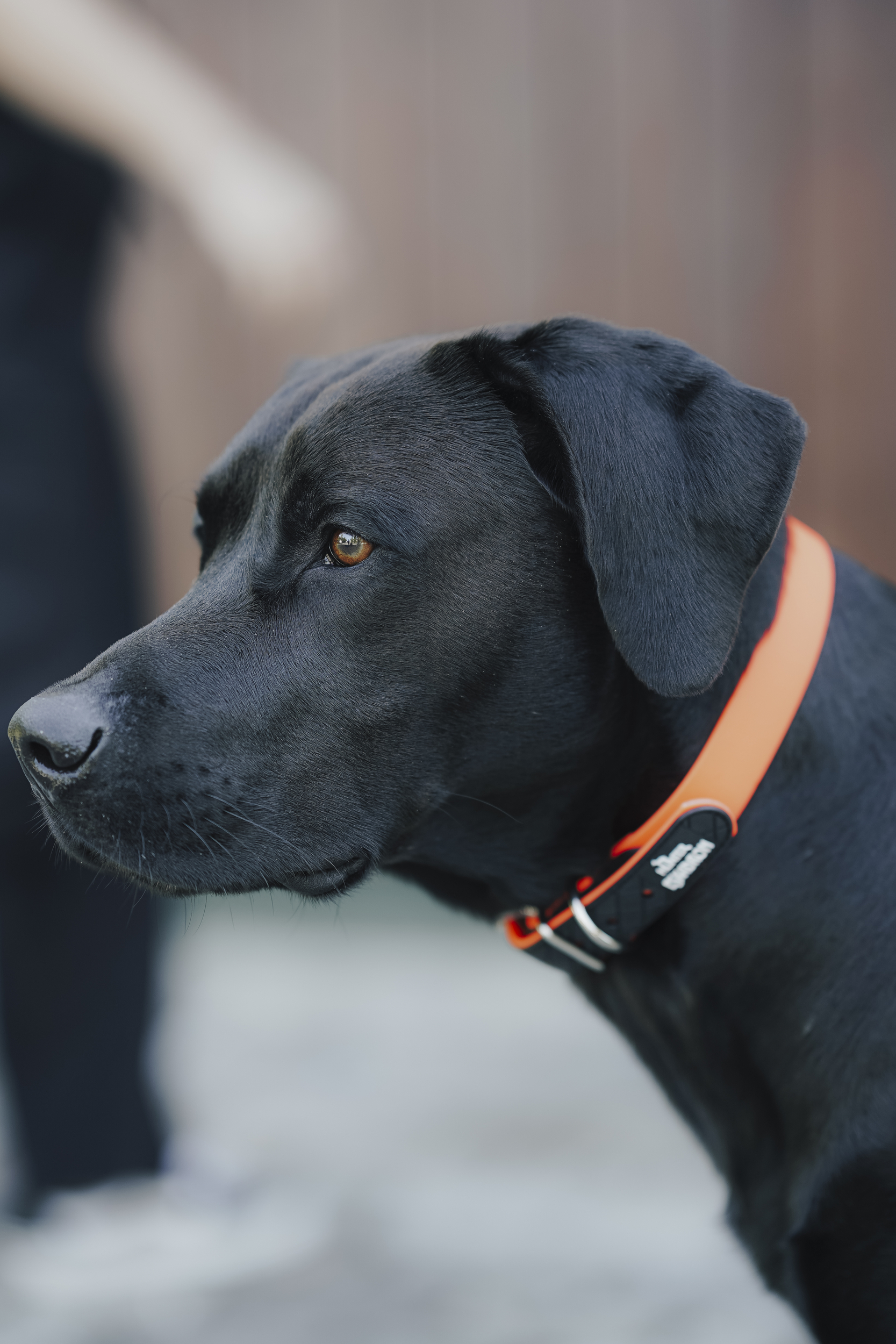 Hund, Schwarz, Kragen, Collar, Ohr, hund, schwarzer hund, orange halsband, collie?, kopfprofil