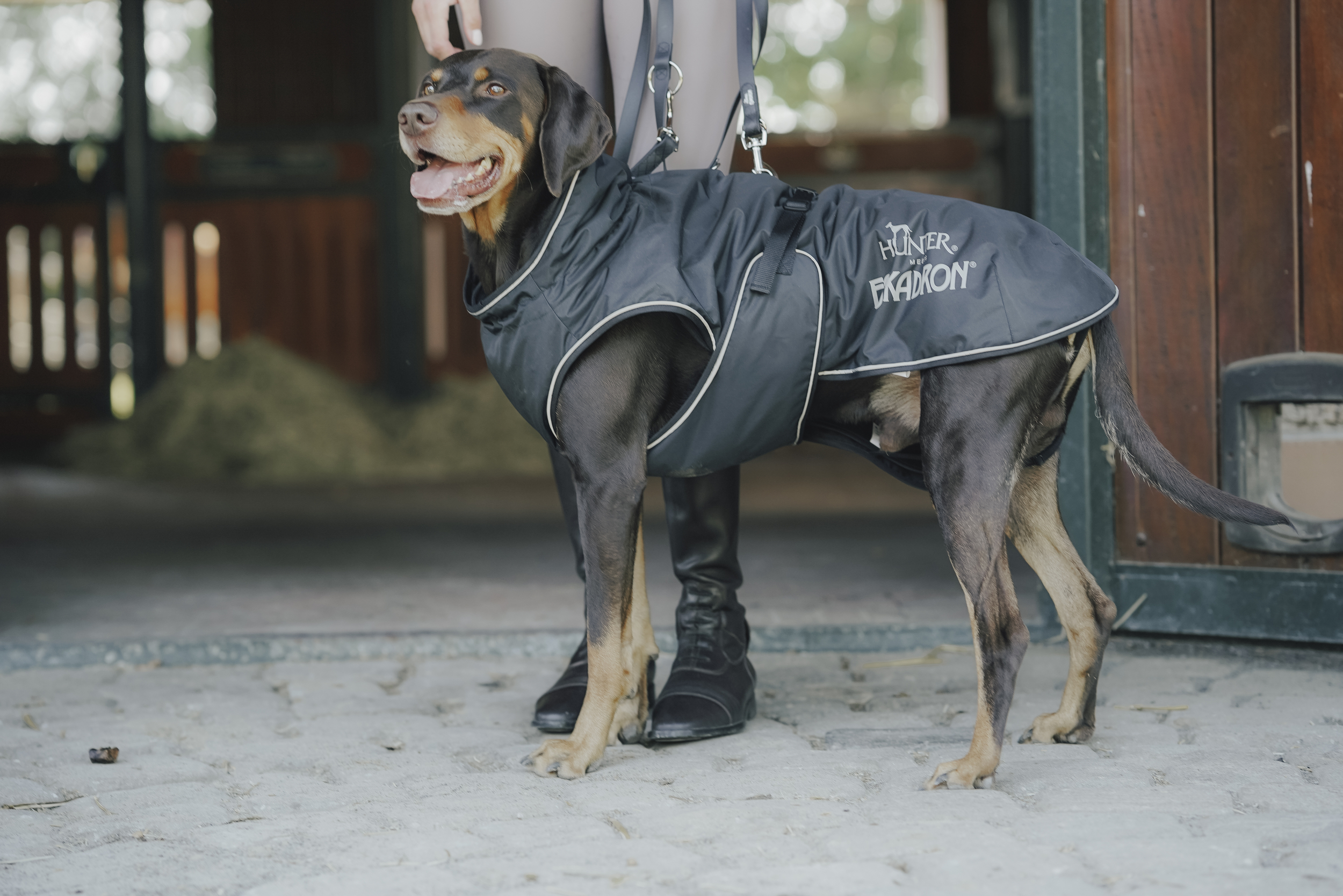  Hundebekleidung,  Regenmantel,  Hundemantel,  reflektierender Rand,  grau, Hund, Hundekleidung, Mantel, Regenschutz, Outdoor