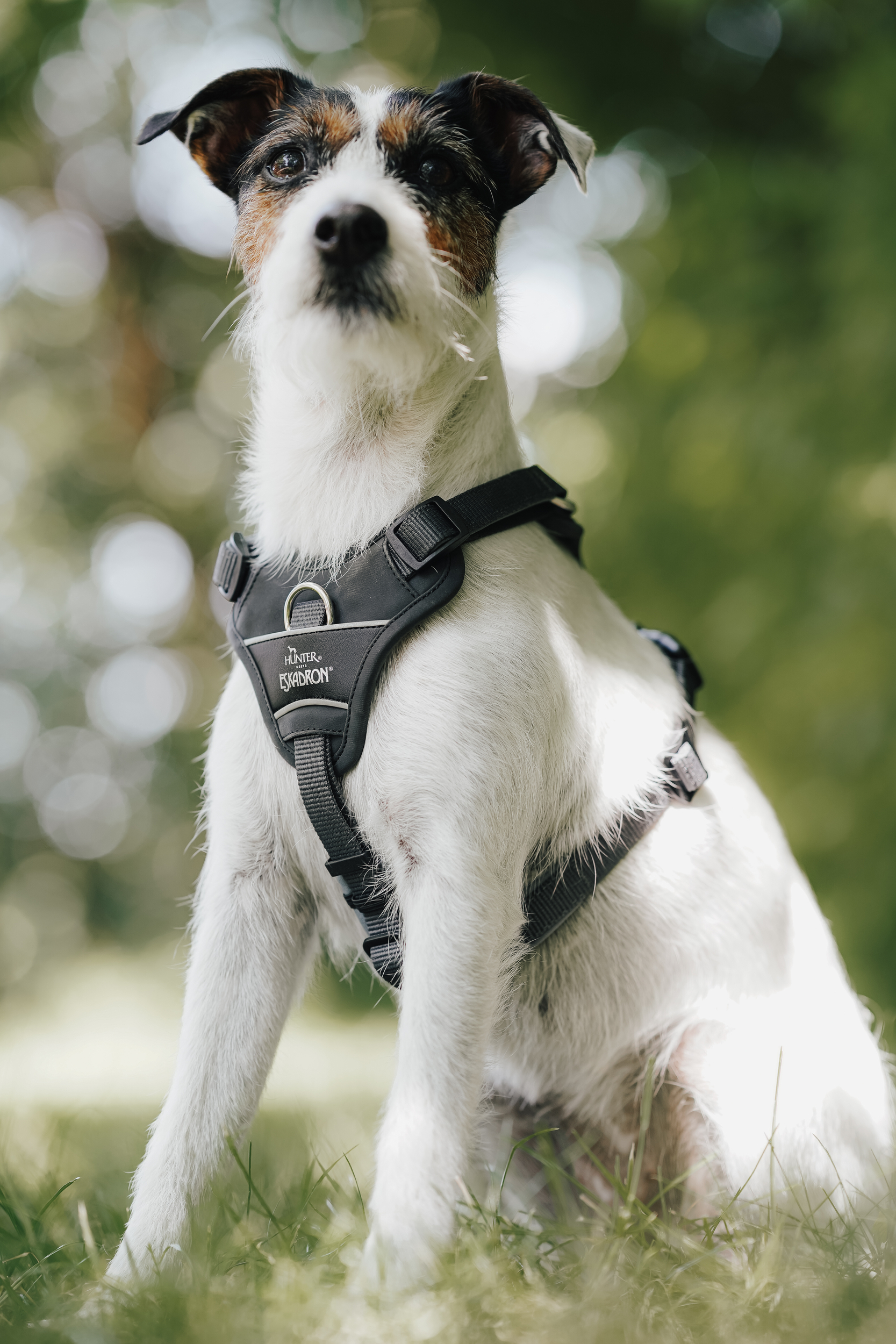 Hund, Halsband, Brustgeschirr, Drahtlos, Outdoor,  Hundegeschirr,  Hund,  Outdoor,  Lederoptik,  Schwarz