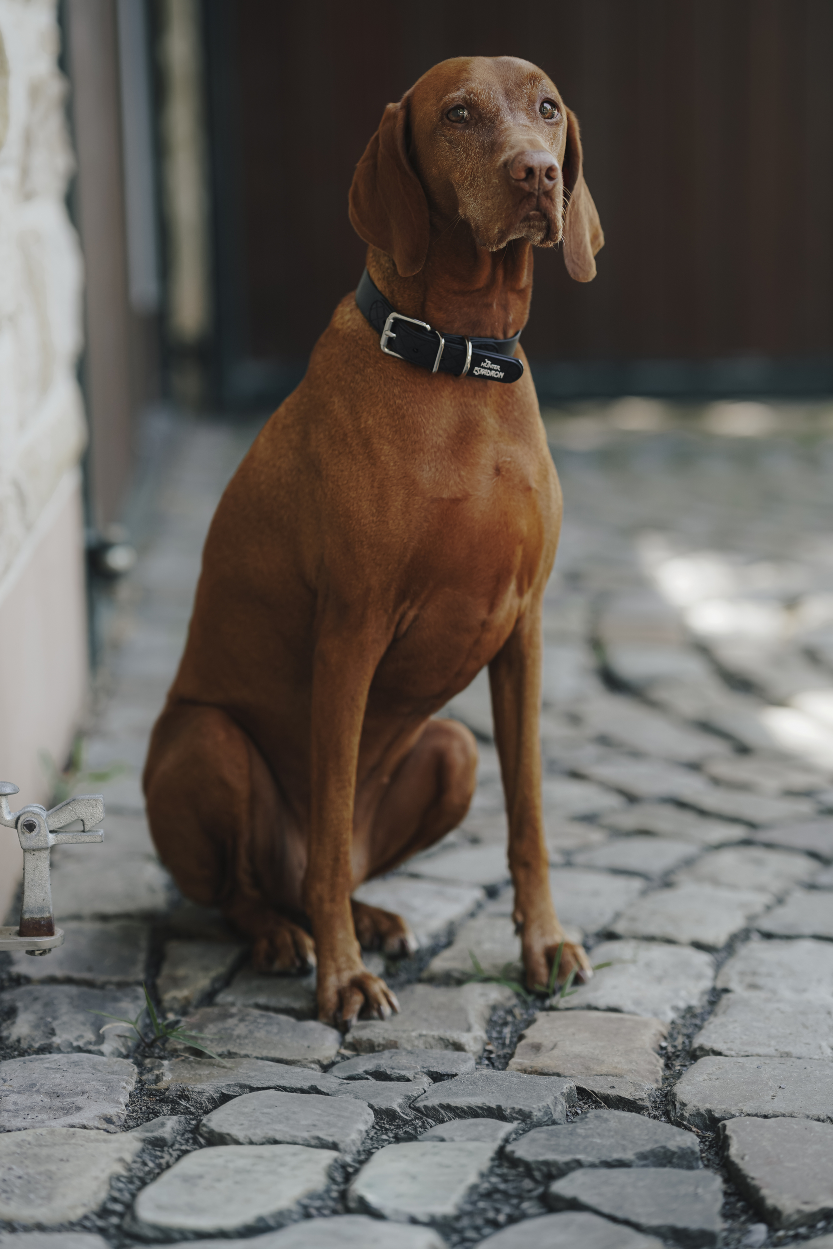 dog, collar, braun, sitzend, außen, Hund, Collar, Braun, Halsband, Dackel