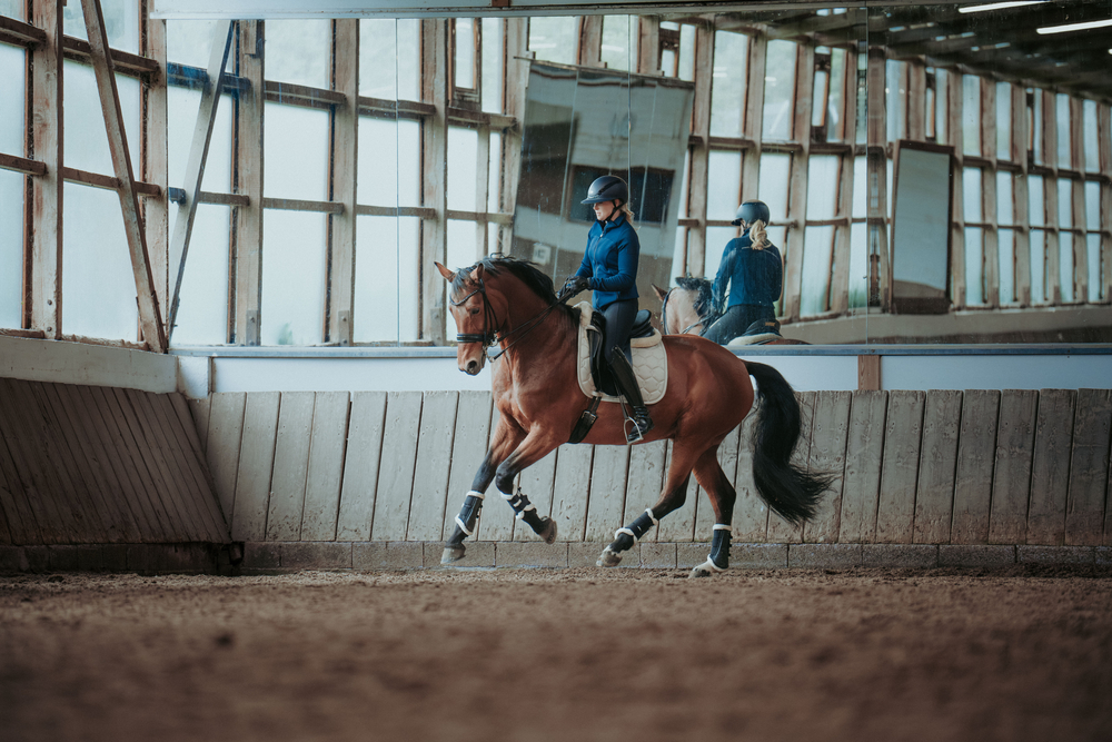 Person, Tier, Pferd, Säugetier, Pferdesport