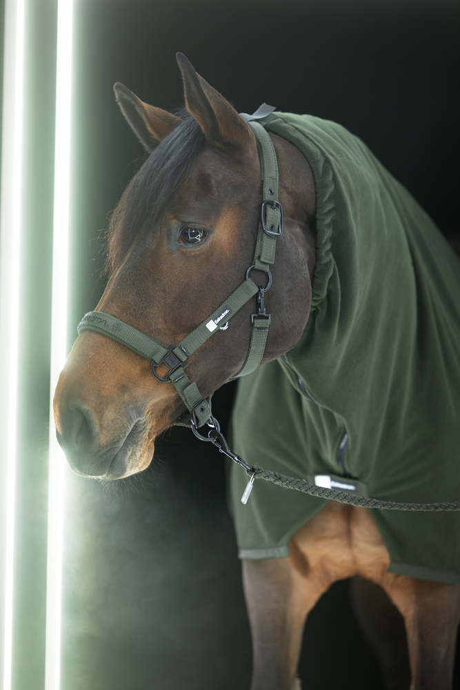 Tier, Colt Horse, Pferd, Säugetier