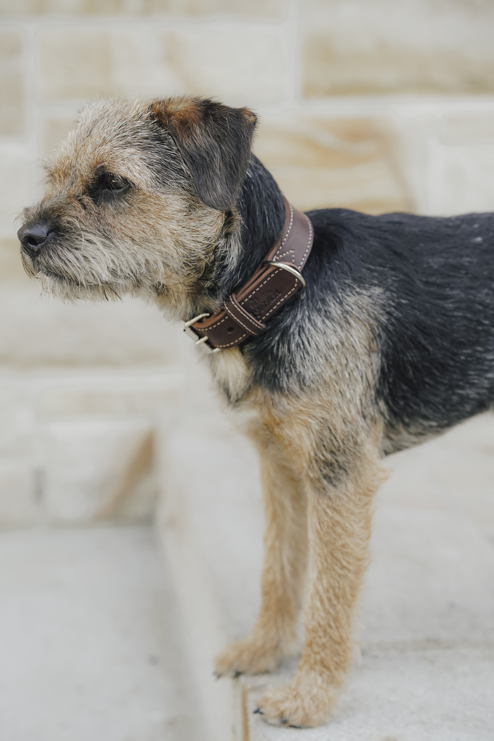 Hund, Halsband, Braun, Schulterhöhe, Strapazierfähiges Fell, Hund, Collar, Braun, zweifarbig, Collar
