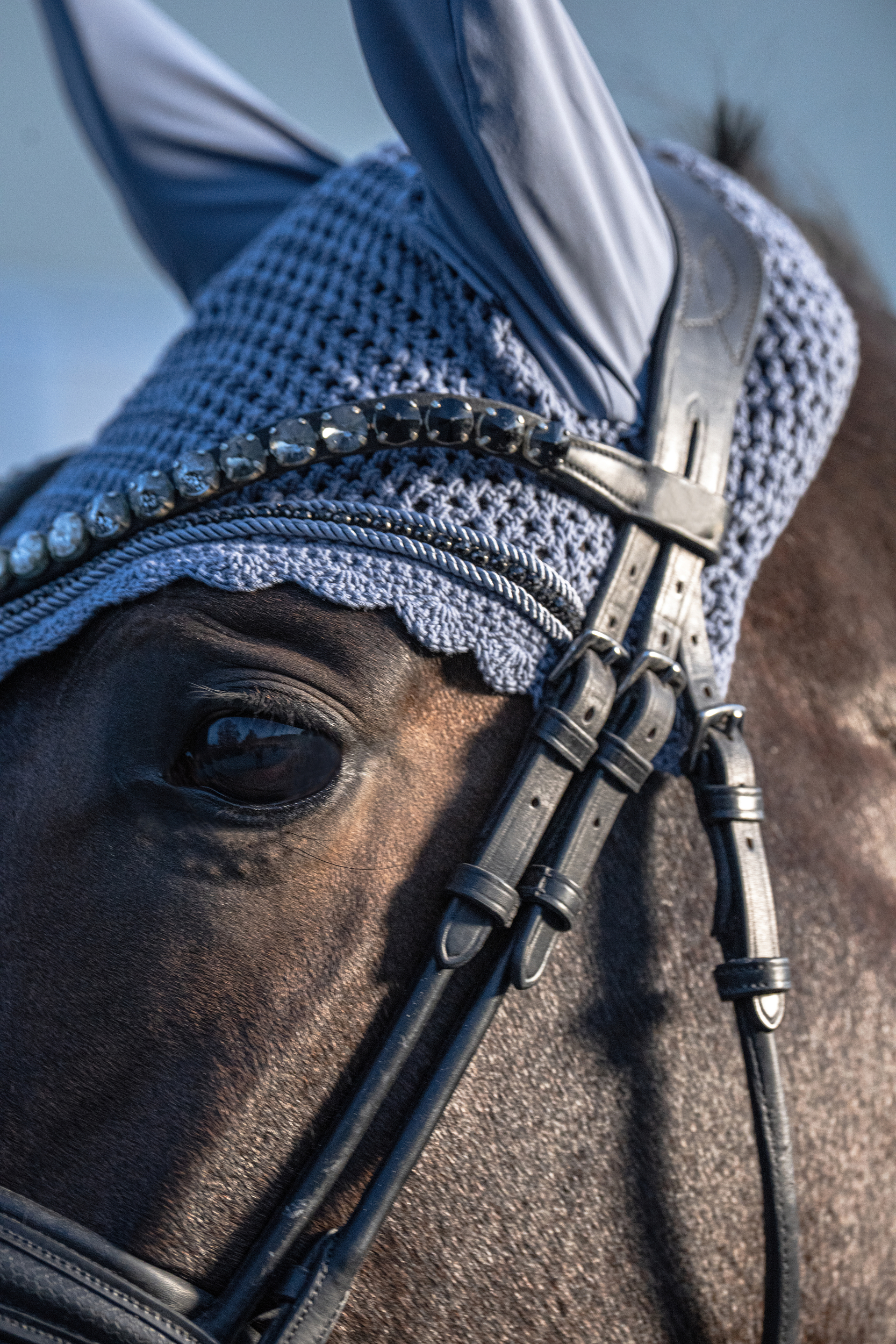  equestrian,  horse,  bridle,  headpiece,  blanket,  eye, pferd, zaum, kopfschiene, nasenriemen, reitausrüstung