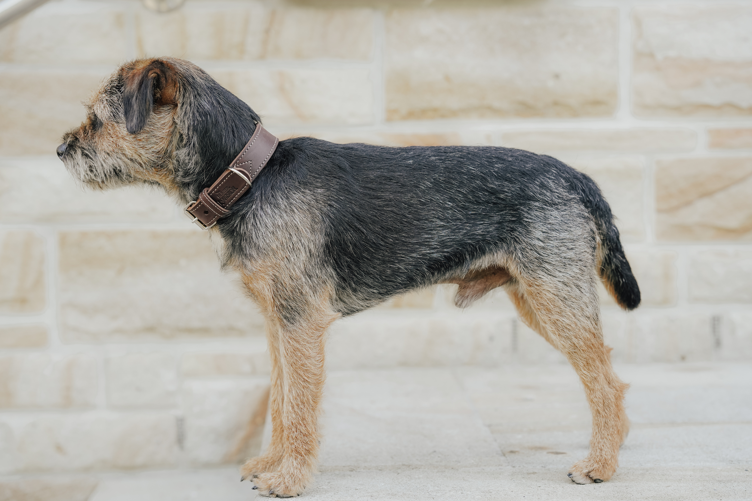 Hund, Halsband, Kurzhaar, Braun-Tan, Seitliches Profil, Hund, Halsband, Leder, Grau-Tanzen, Outdoor