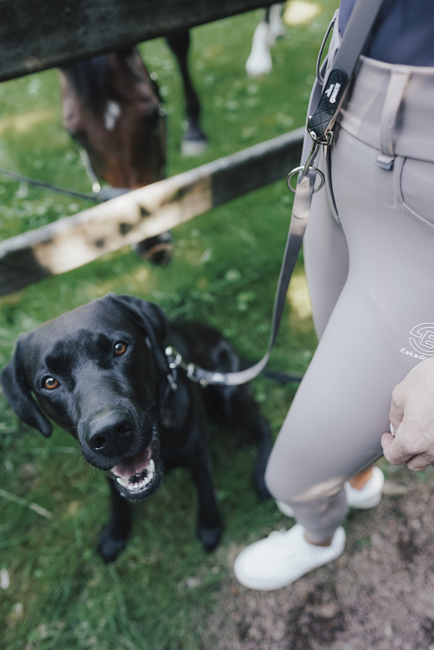 Hund, schwarzer Hund, Leine, Halsband, im Freien, schwarzer Hund, Hunde-Leine, Hose, Graue Hose, Zaun