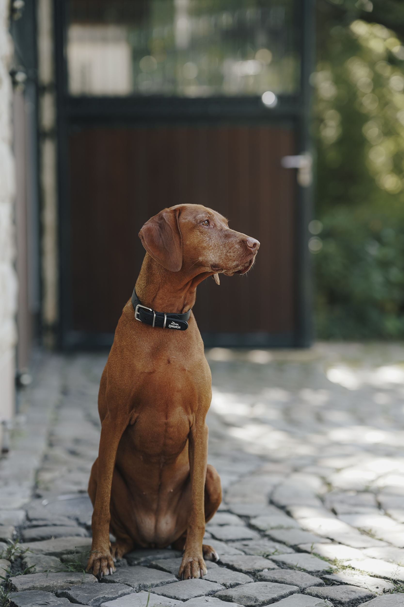 Hund, Halsband, braun, sitzt, außen, hund, halsband, braunrot, sitzend, außen