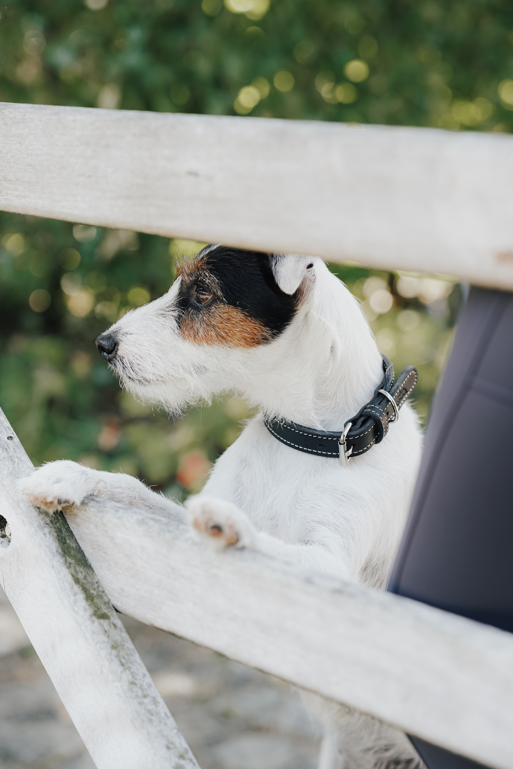 Hund, Collar, Draußen, Leine, Hunde-Porträt, Hund, Collar, Jack Russell Terrier, Halsband, Leine nicht sichtbar