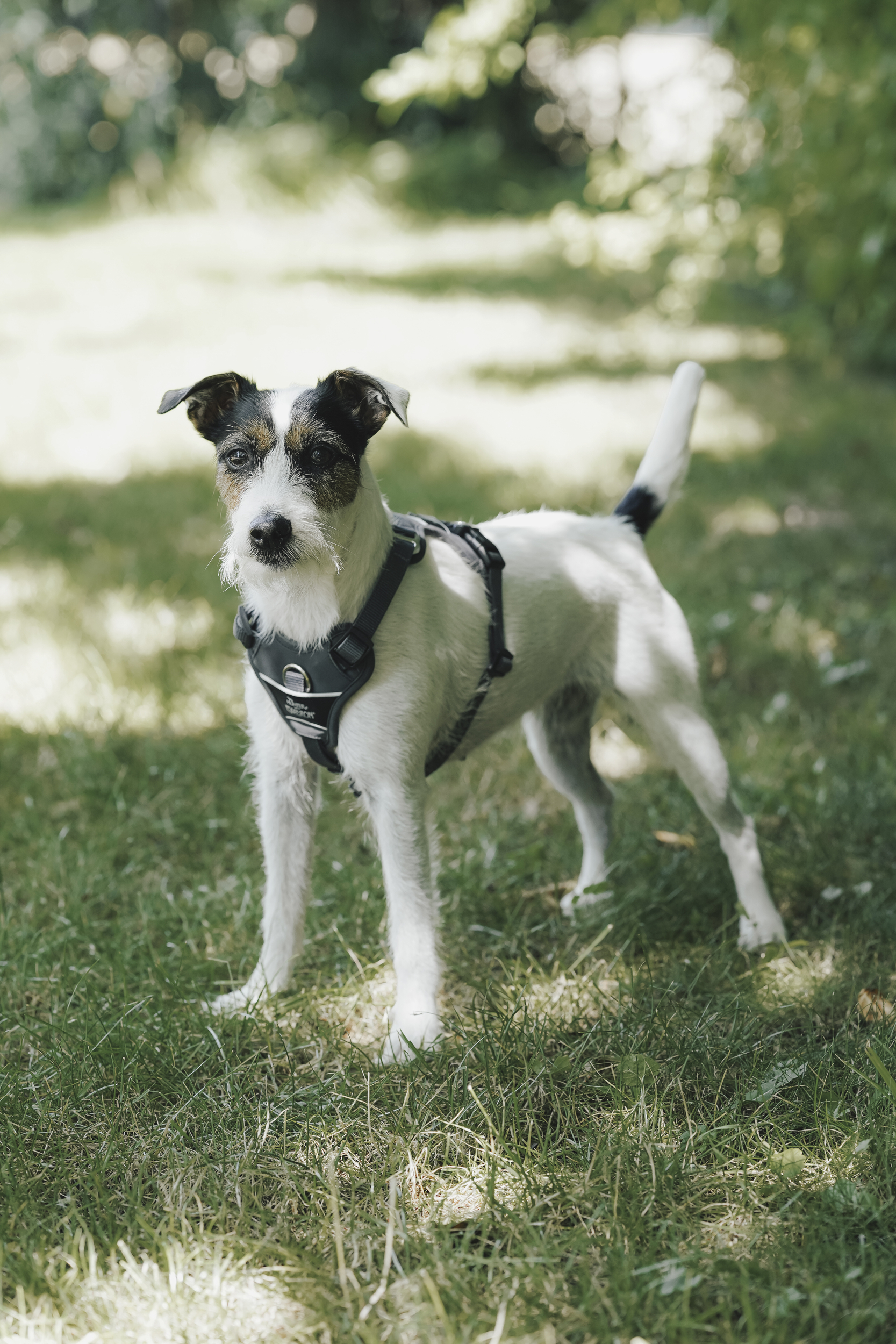 Hund, Hund-Halsband, Halsband, Gurt, Jack-Russel-ähnlich, Hund, Halsband, Halsband-Hund, Laufgurt, Outdoor