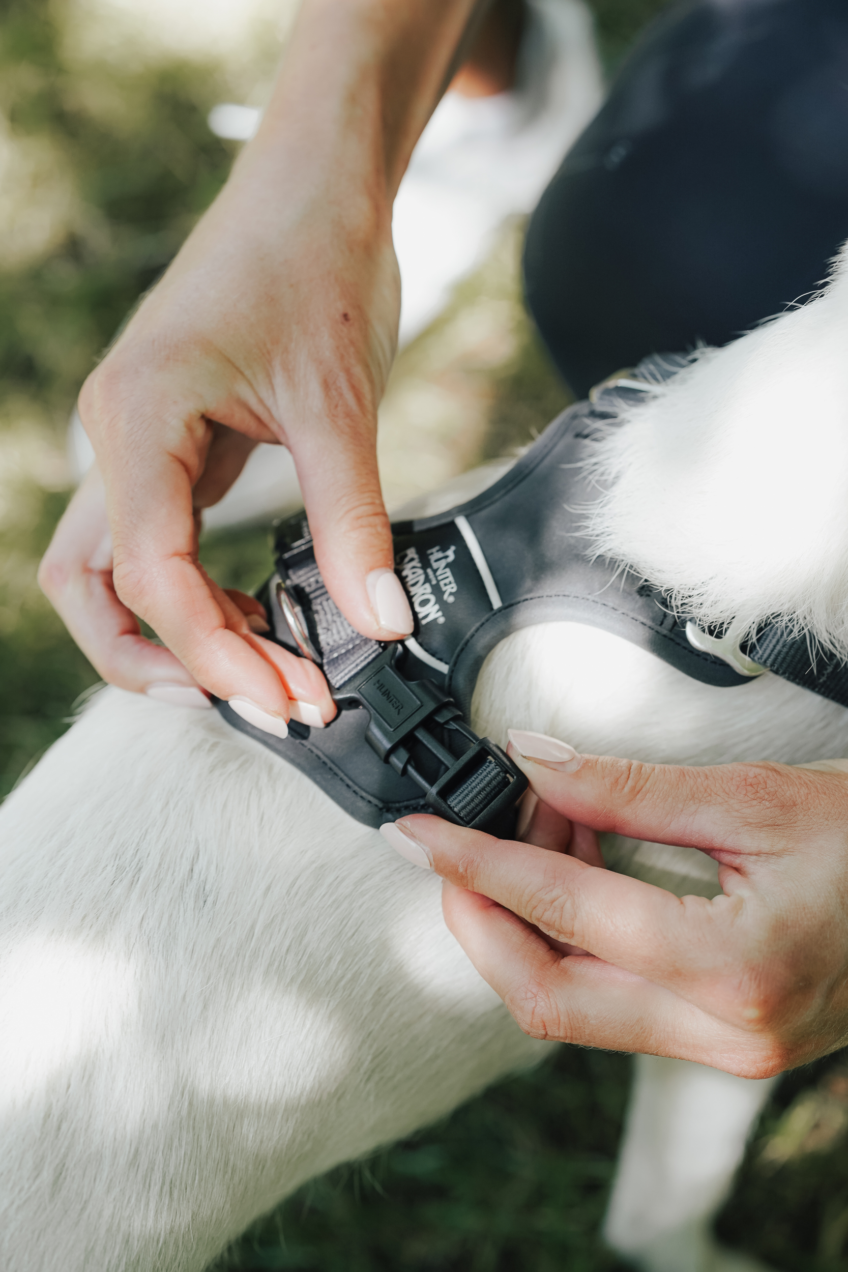 Halsband, Hund, Gurt, Anlegegurt, Klickverschluss, Halsband, Hund, Gurt, Kunstleder, Schnalle