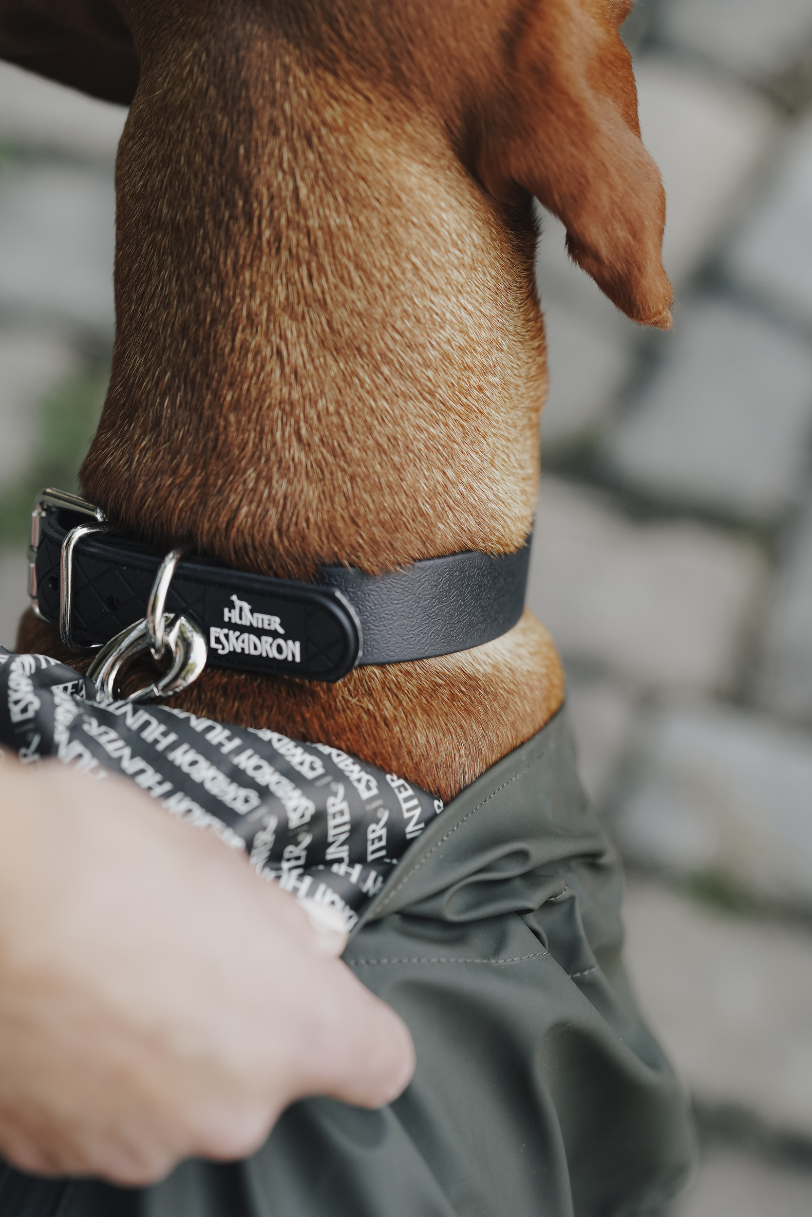 Kragen, Hundehalsband, Lederhalsband, schwarzes Halsband, Hundezubehör, Hund, Halsband, Schwarz, Gurtband, Kollarschnalle