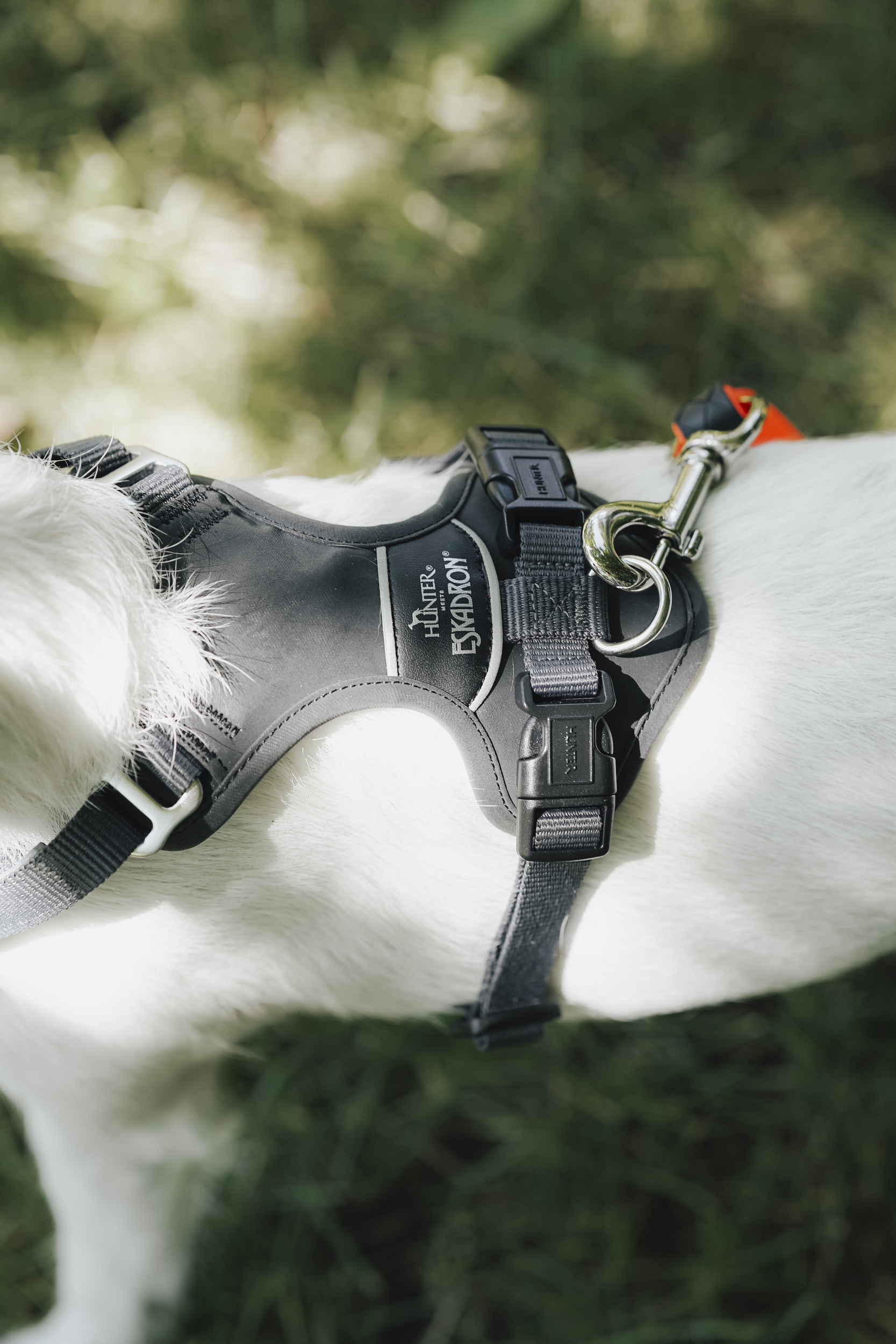  Hundegeschirr,  Halsband,  Leine,  schwarzer Gürtel,  Metallring, Hundegeschirr, Halsband, Gurtzeug, Outdoor, Tierbedarf
