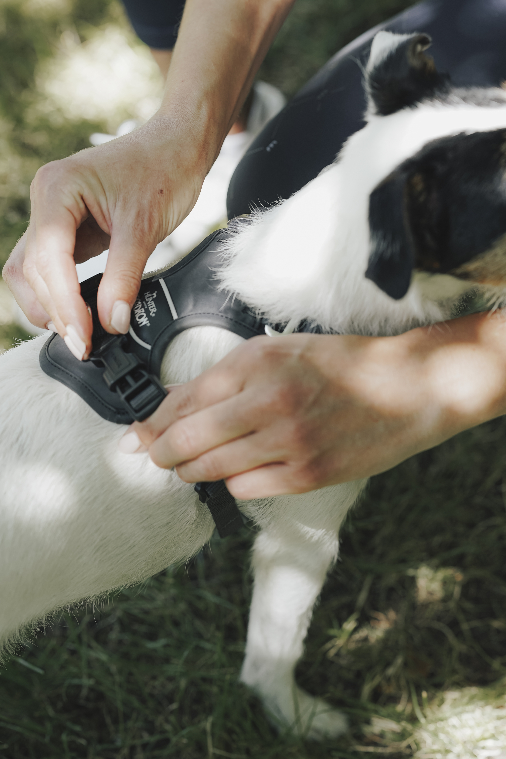 Halsband, Hundehalsband, Verstellbares Halsband, Hundepflege, Tierbedarf, Hundegeschirr, Pflege, Gurt, Brustgeschirr, Hundeaccessoire